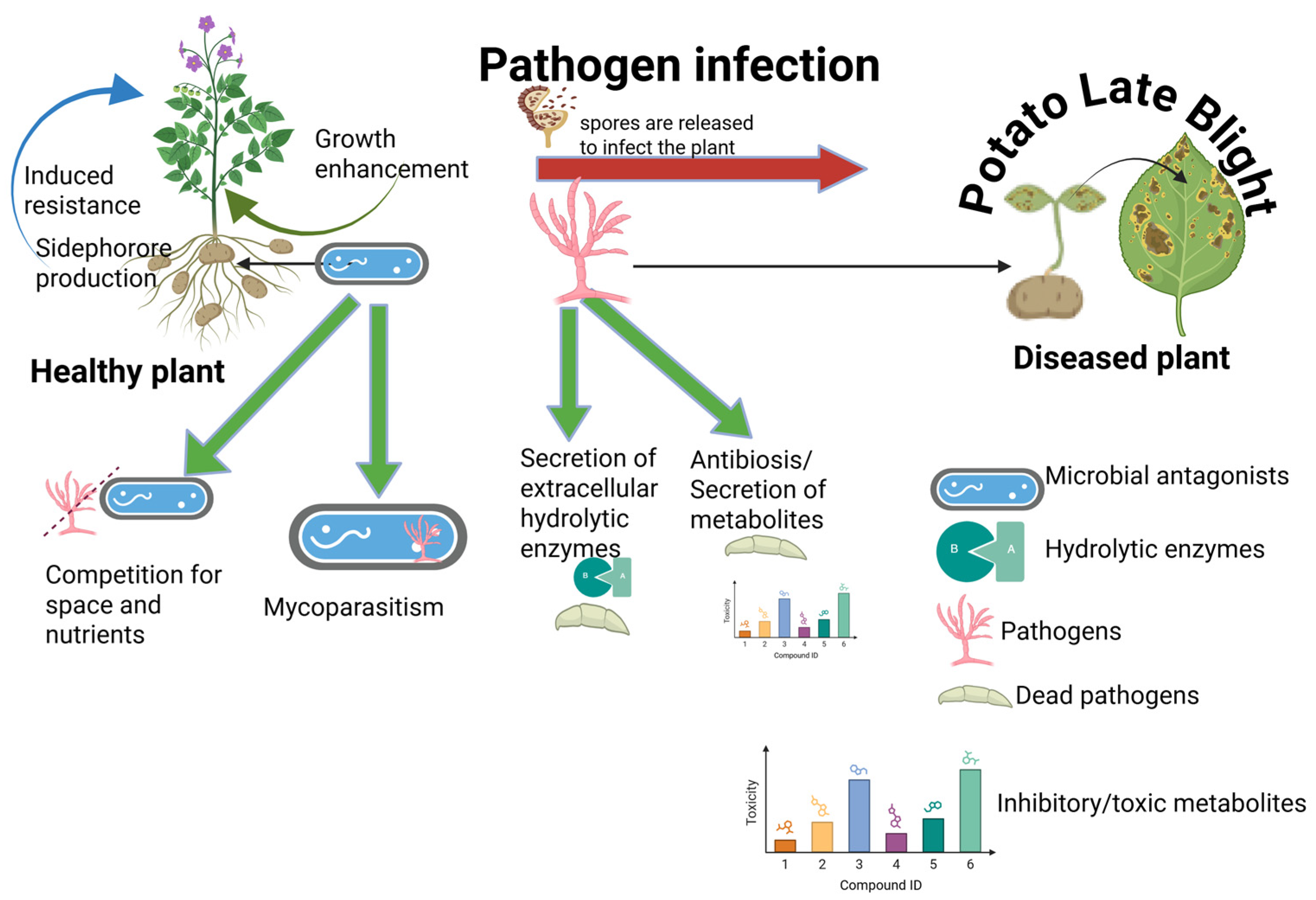 Bacteria 04 00029 g002