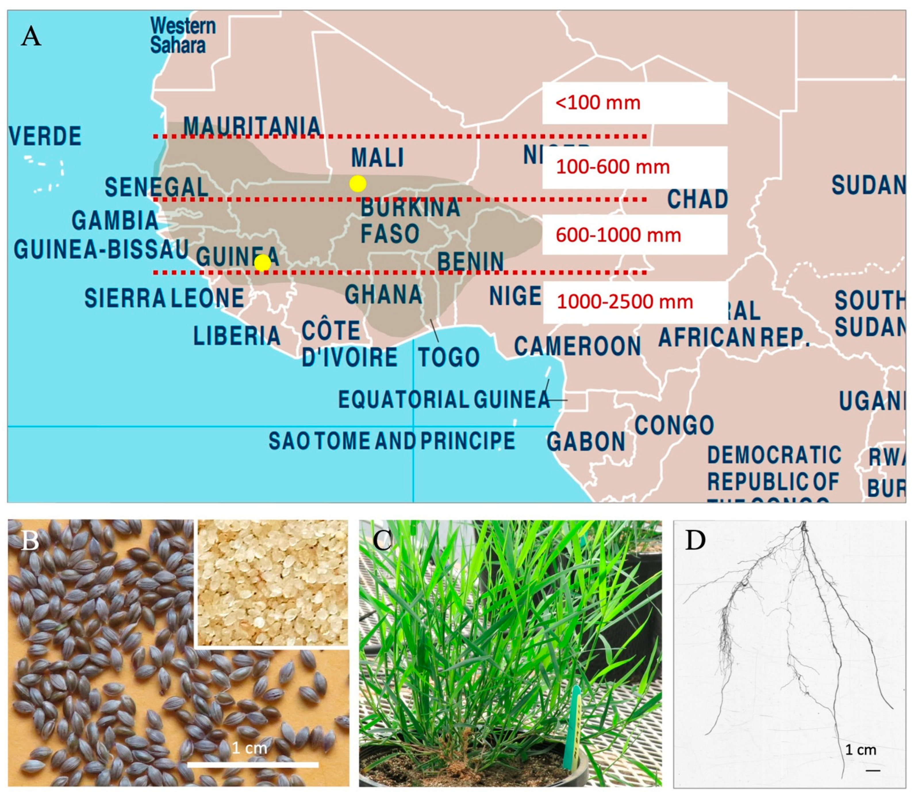 Bacteria 04 00031 g001