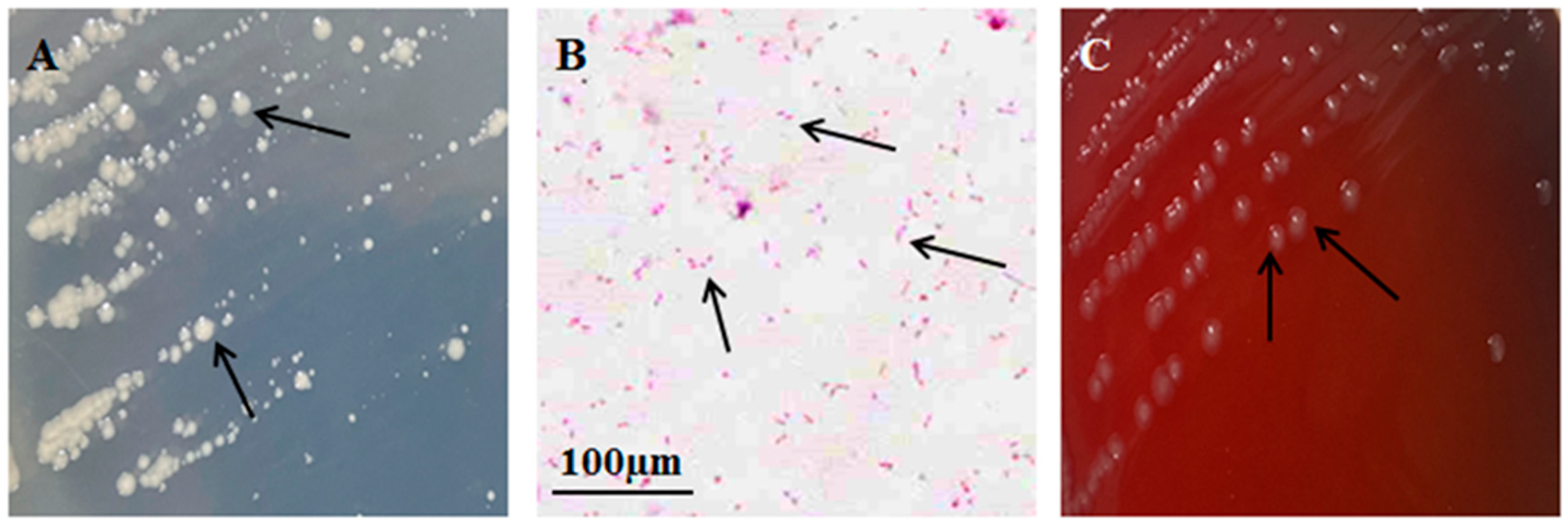 Bacteria 04 00034 g002