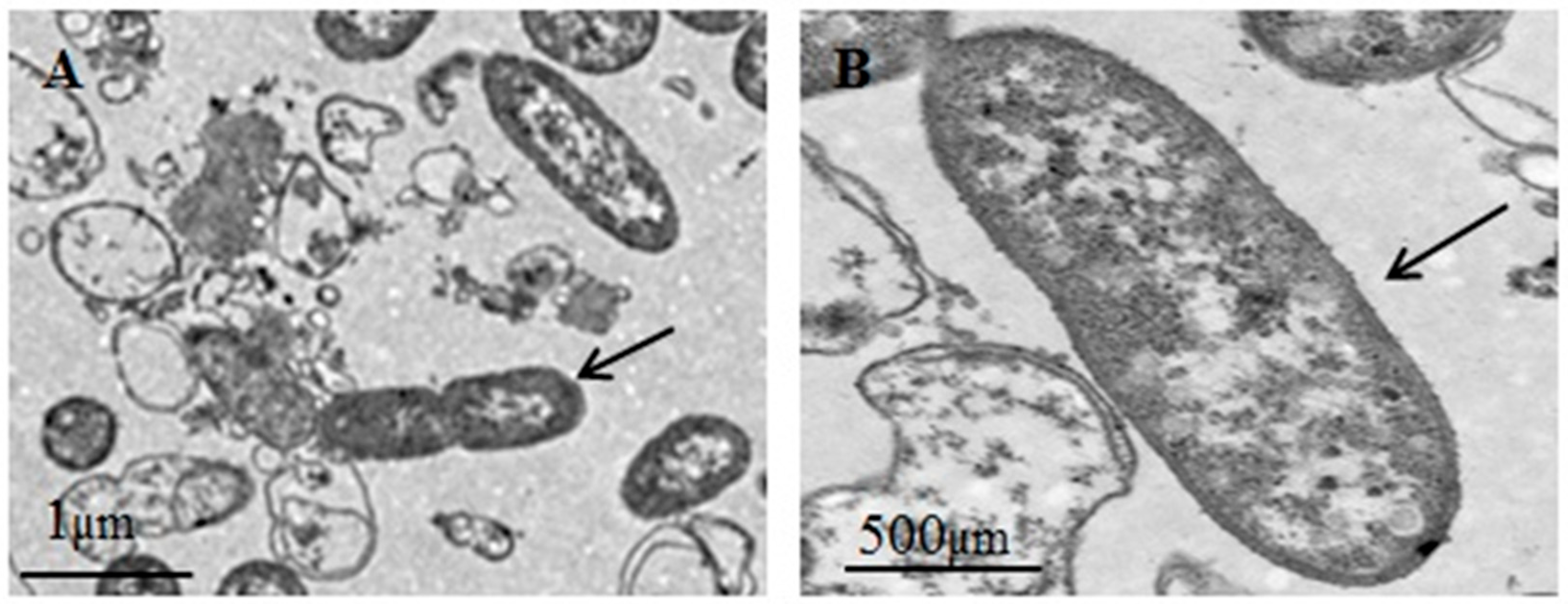 Bacteria 04 00034 g003
