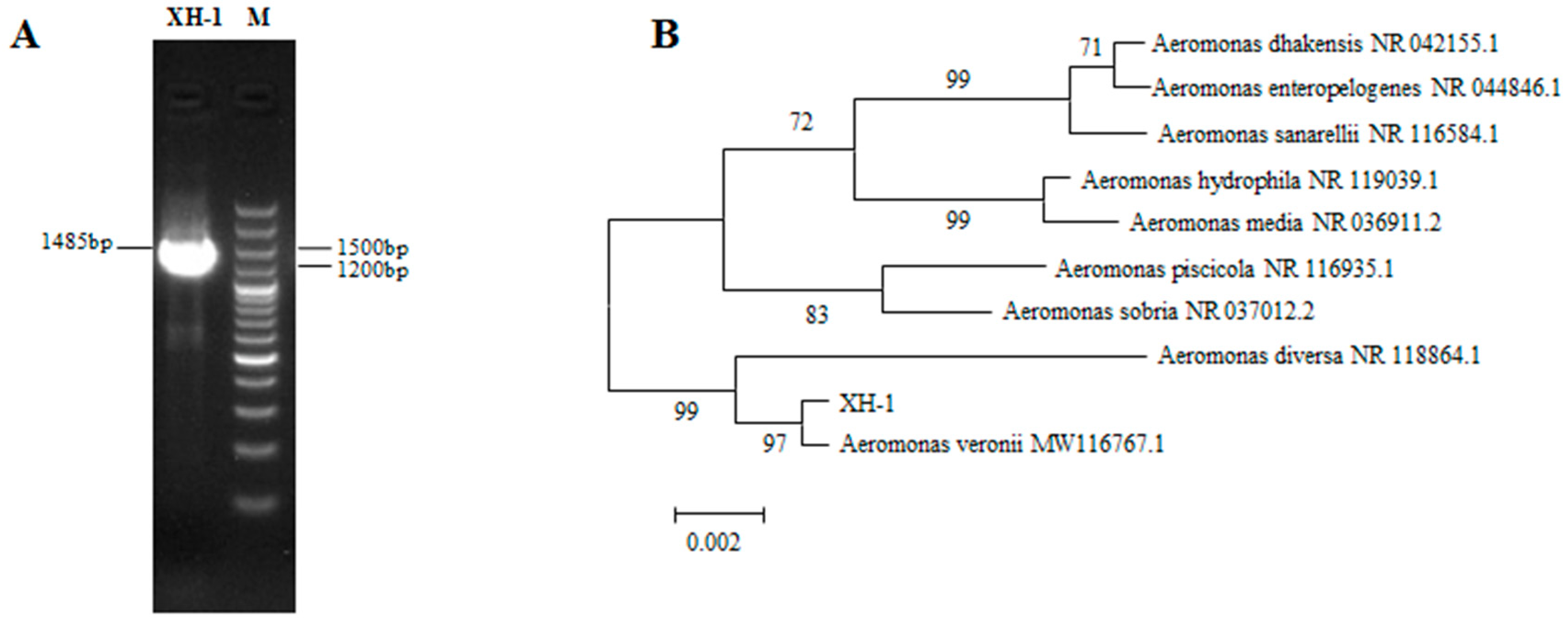 Bacteria 04 00034 g005