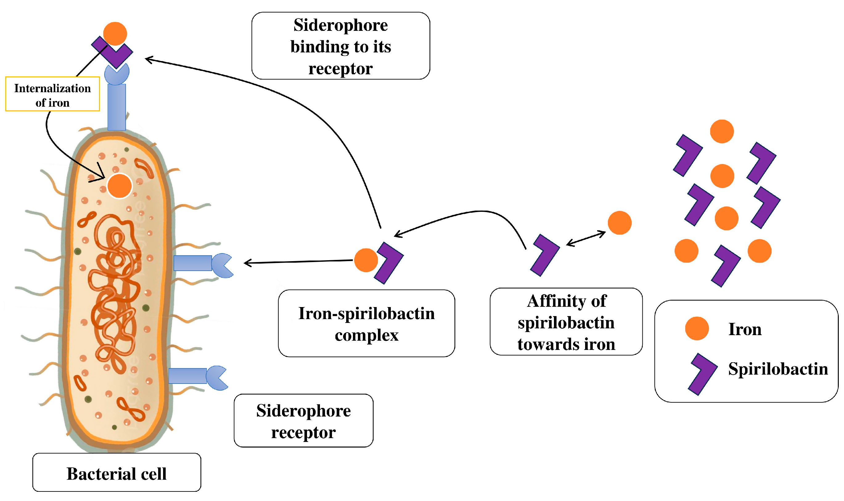 Bacteria 04 00036 g003