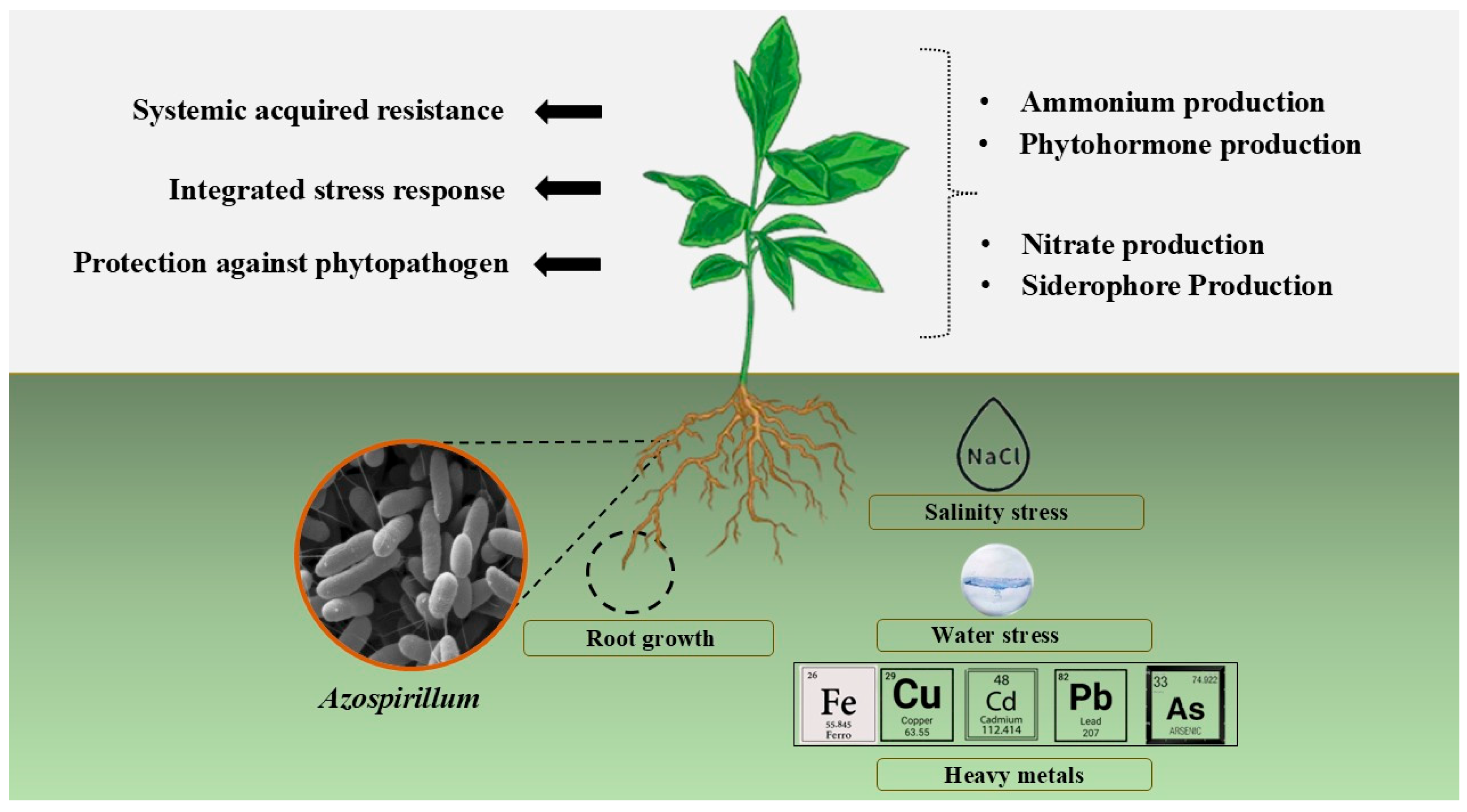 Bacteria 04 00036 g005