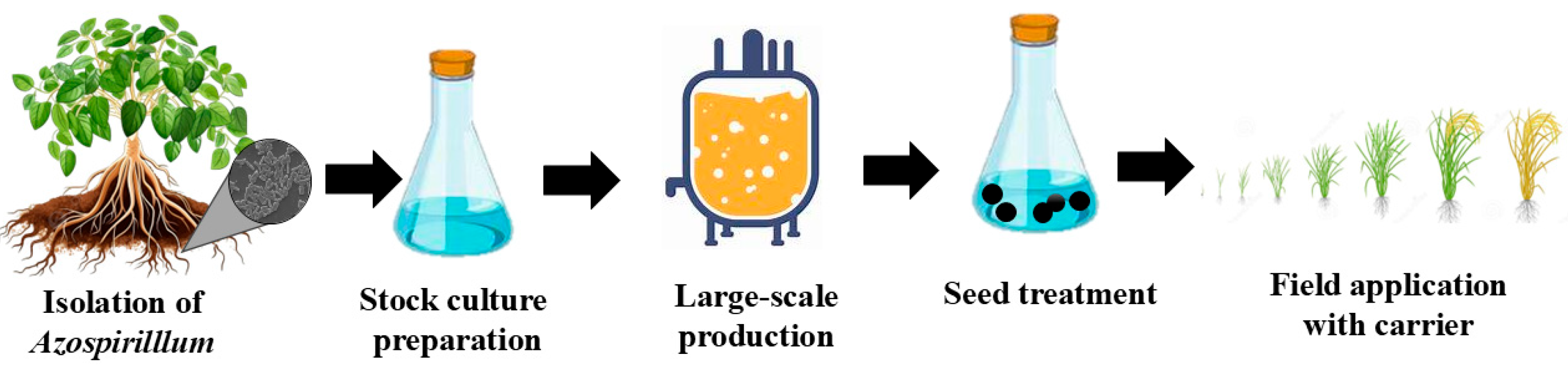 Bacteria 04 00036 g006