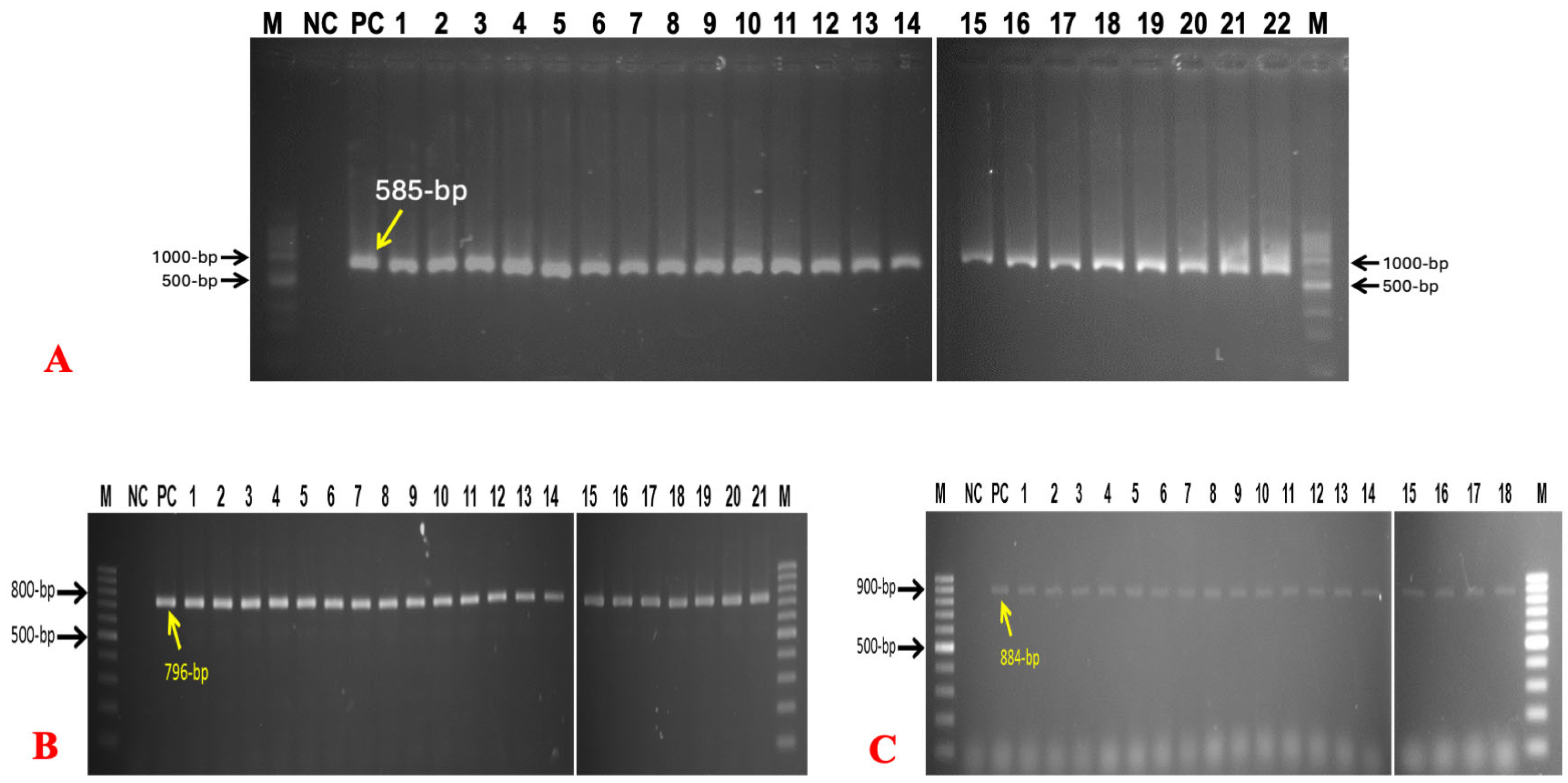 Bacteria 04 00040 g002