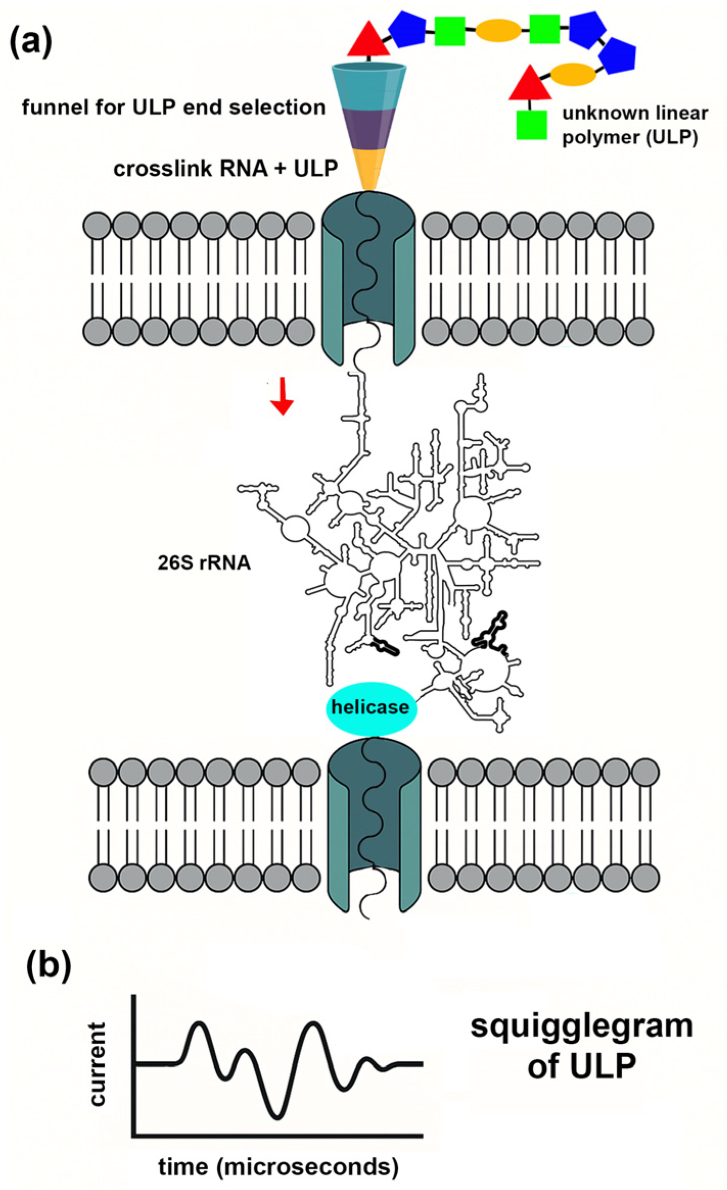 Bacteria 04 00042 g003