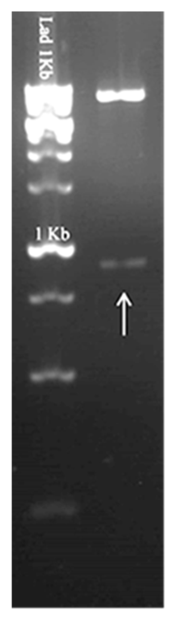 Bacteria 04 00047 g001