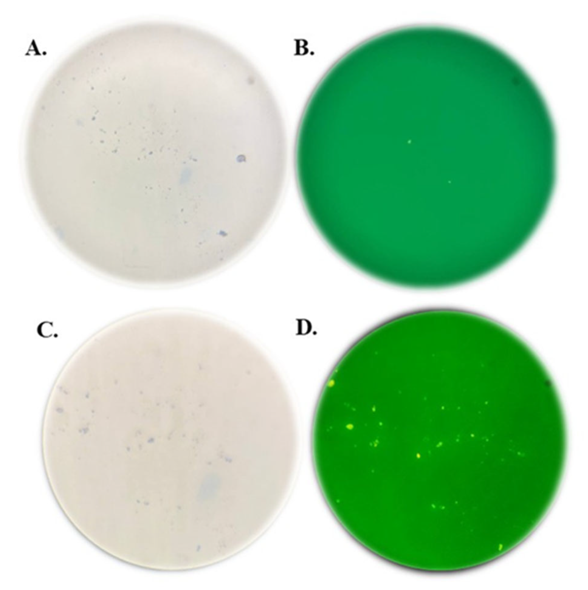 Bacteria 04 00047 g003