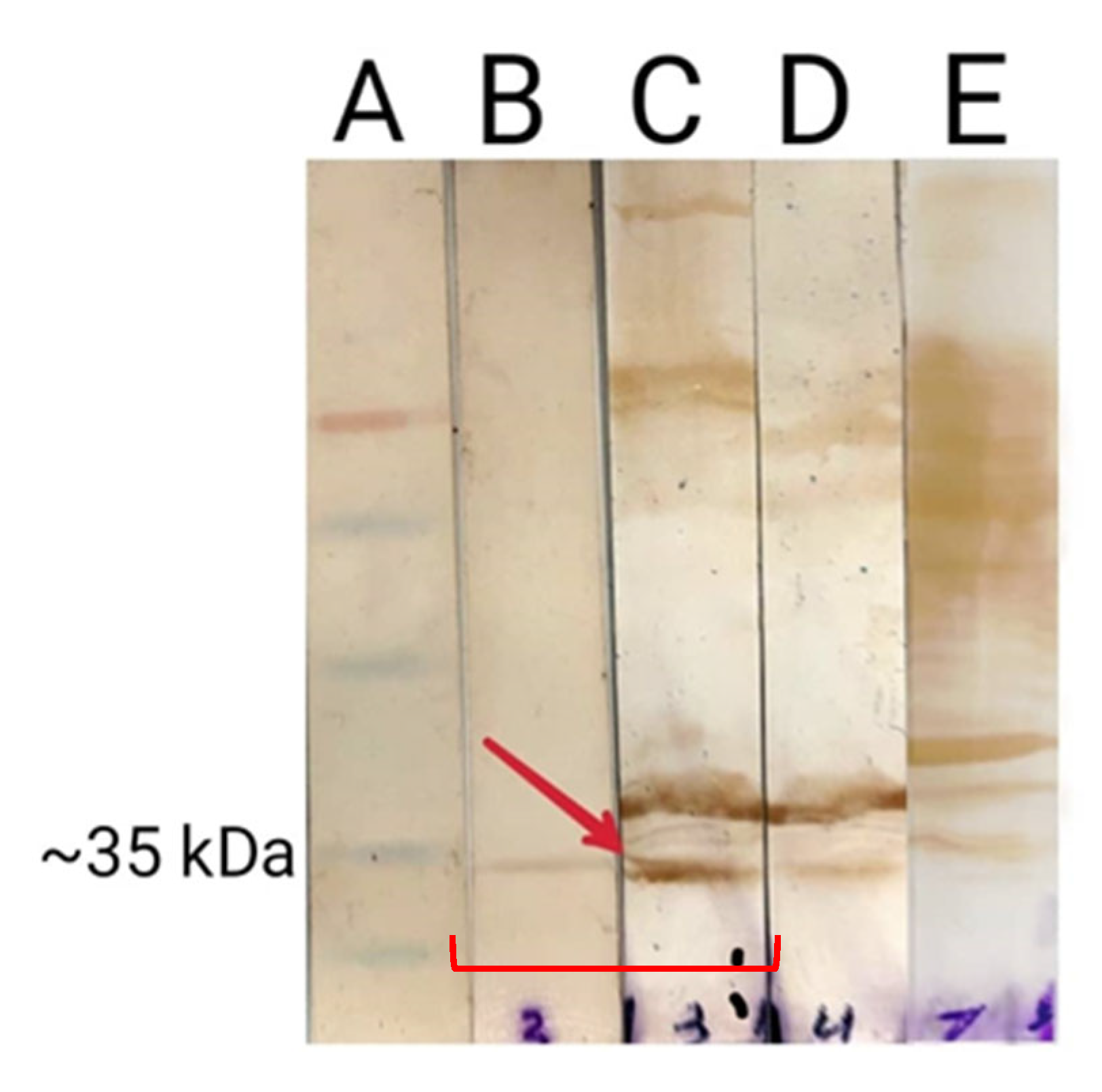 Bacteria 04 00047 g004