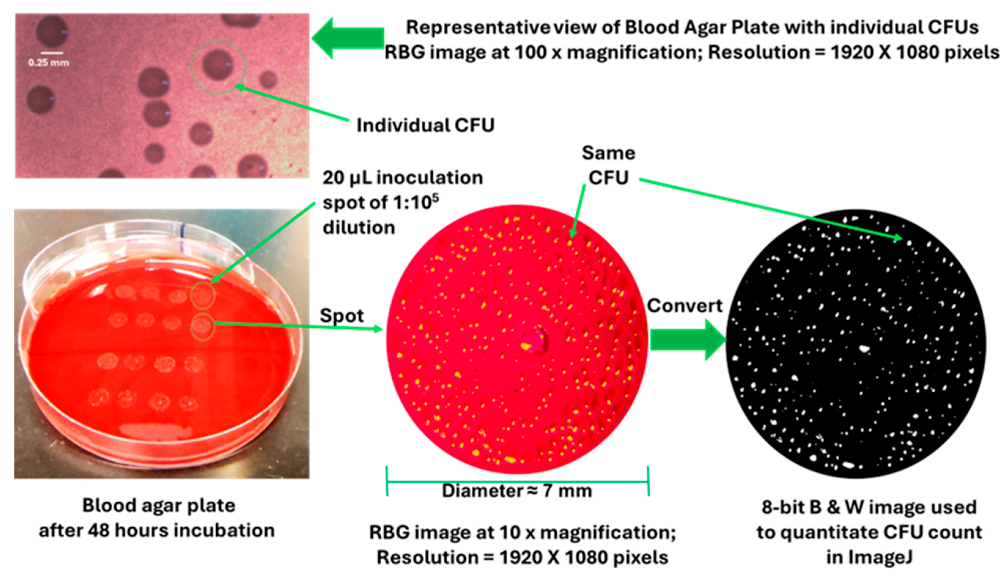 Bacteria 04 00057 g002