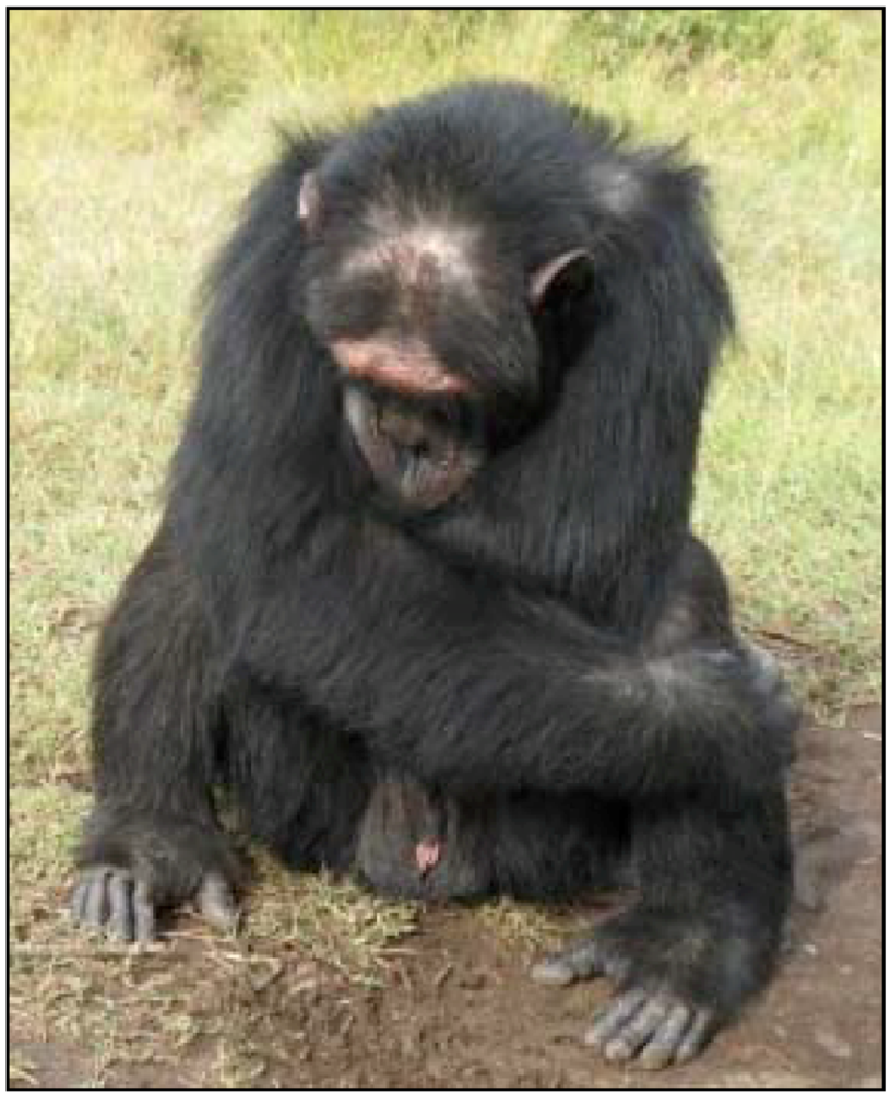 behavioral drift chimpanzee hand clasp
