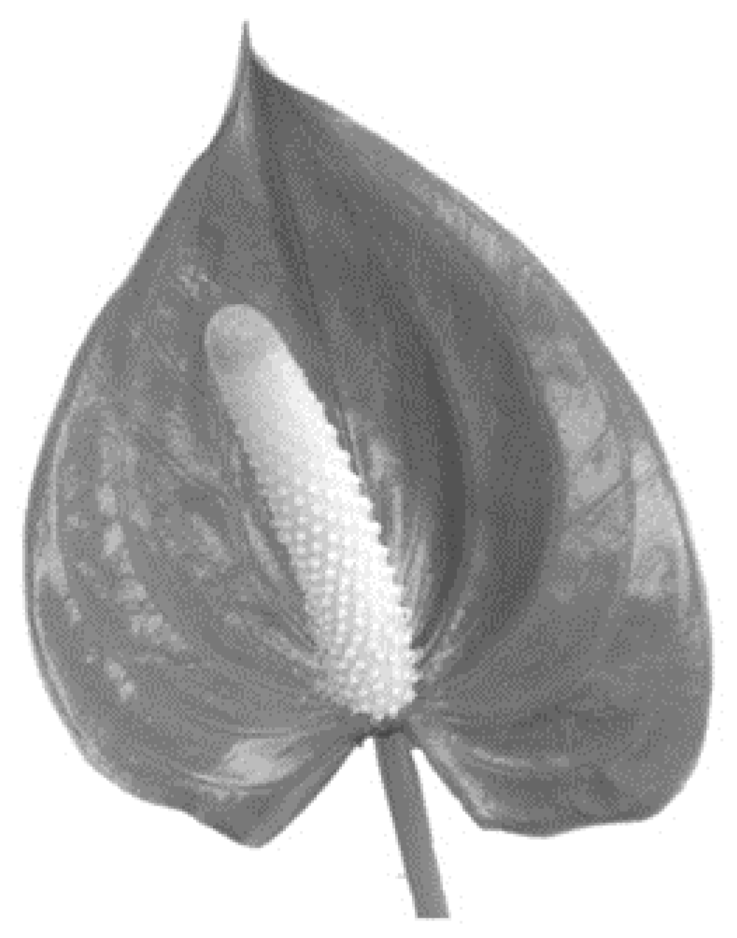 Behavsci 08 00032 g003 550