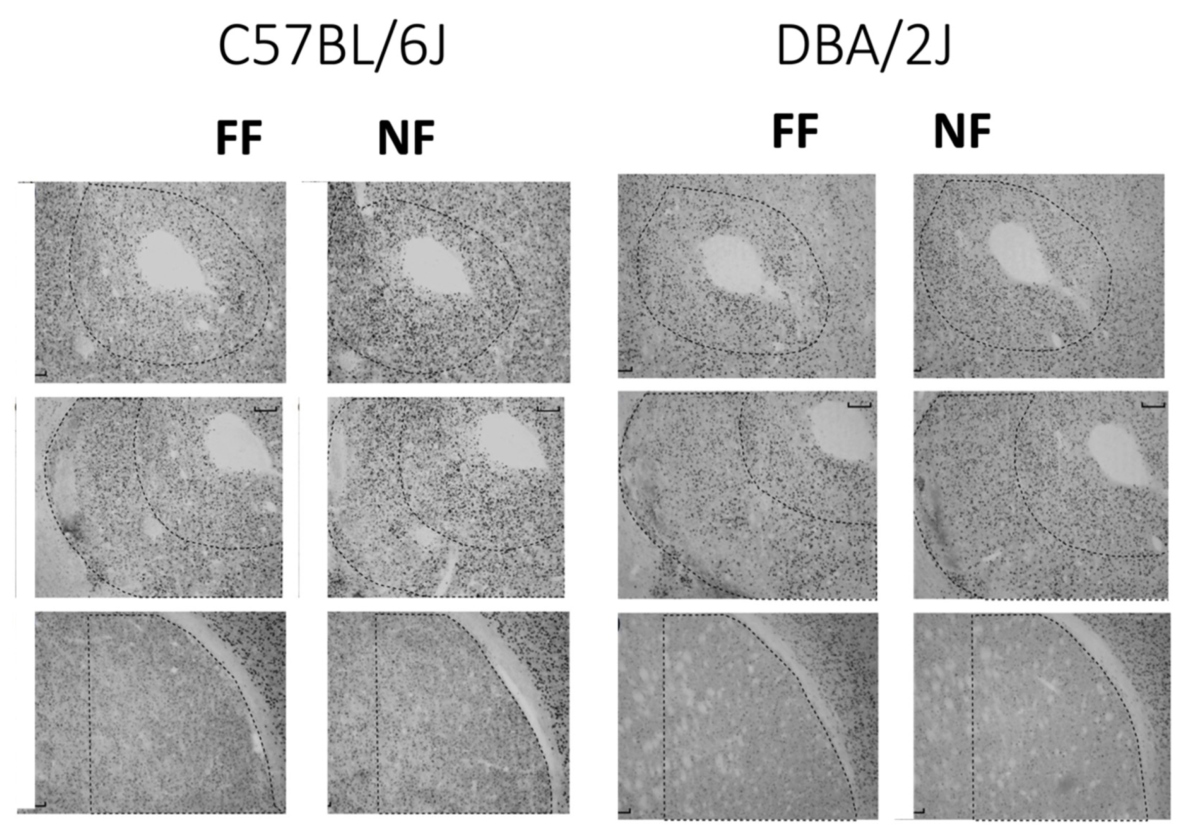 Behavsci 11 00174 g004