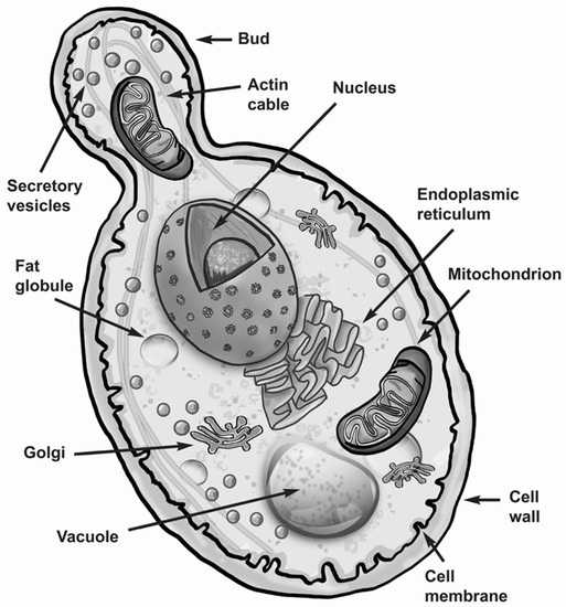 Beverages Free Full Text Saccharomyces Cerevisiae In The Production Of Fermented Beverages Html Beverages Free Full Text Saccharomyces Cerevisiae In The Production Of Fermented Beverages Html