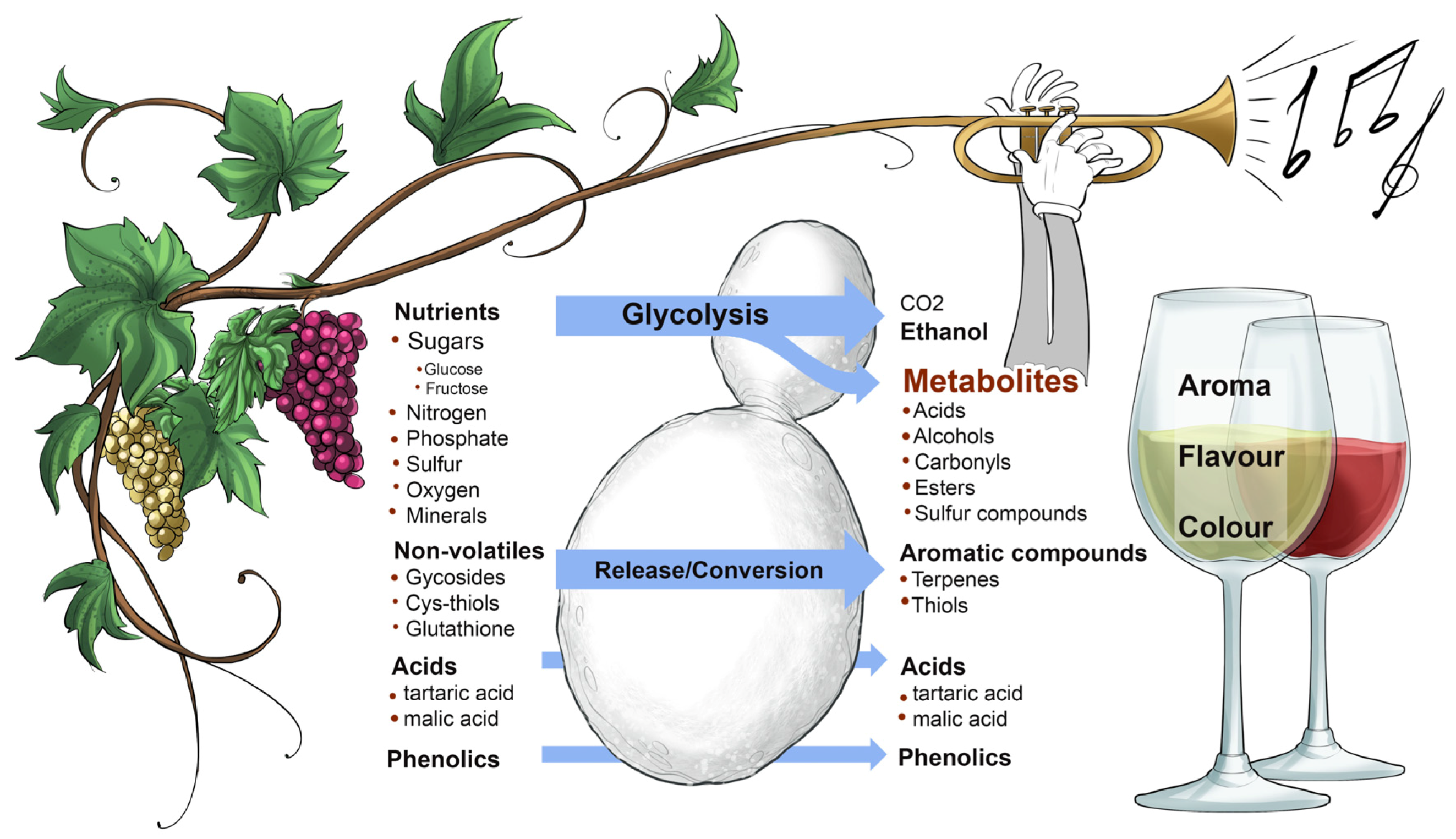 Beverages Free FullText Conducting Wine Symphonics with the Aid of