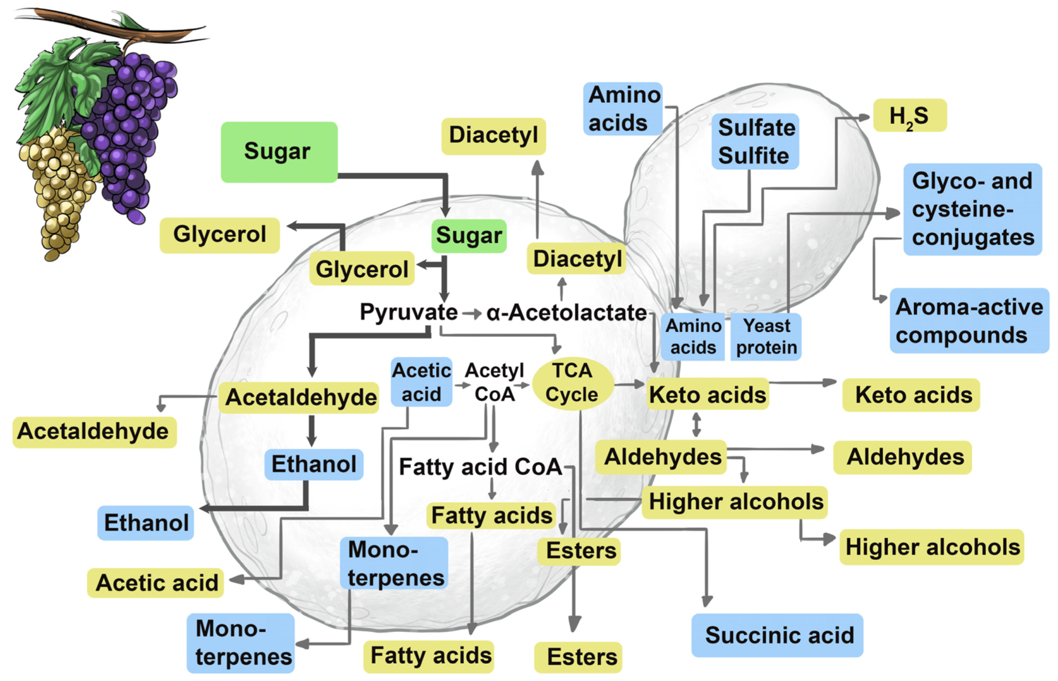 Beverages Free FullText Conducting Wine Symphonics with the Aid of Yeast Genomics