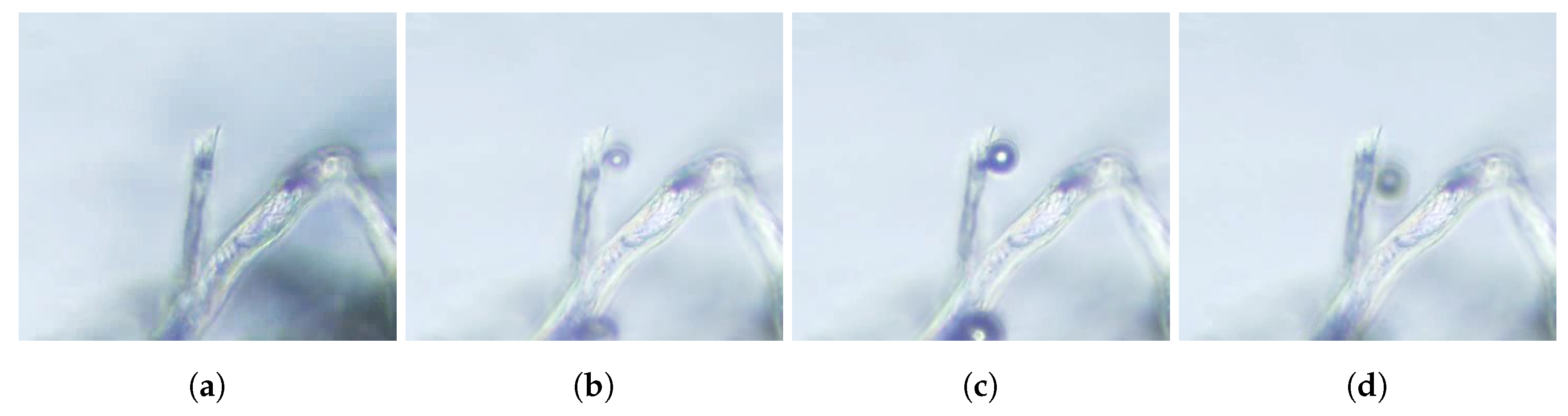 Beverages 03 00038 g005 550