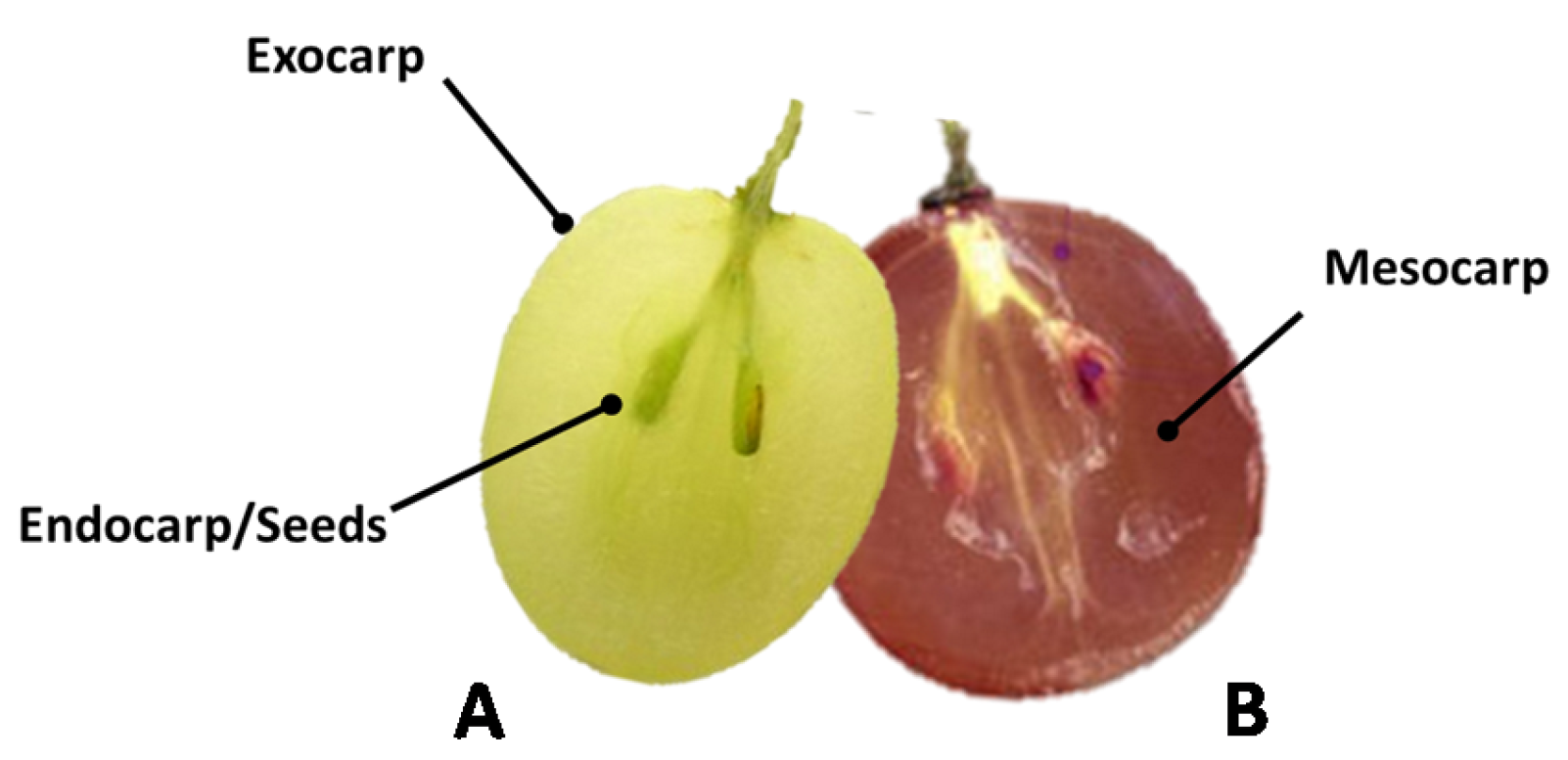 Beverages 03 00042 g001 Beverages 03 00042 g001