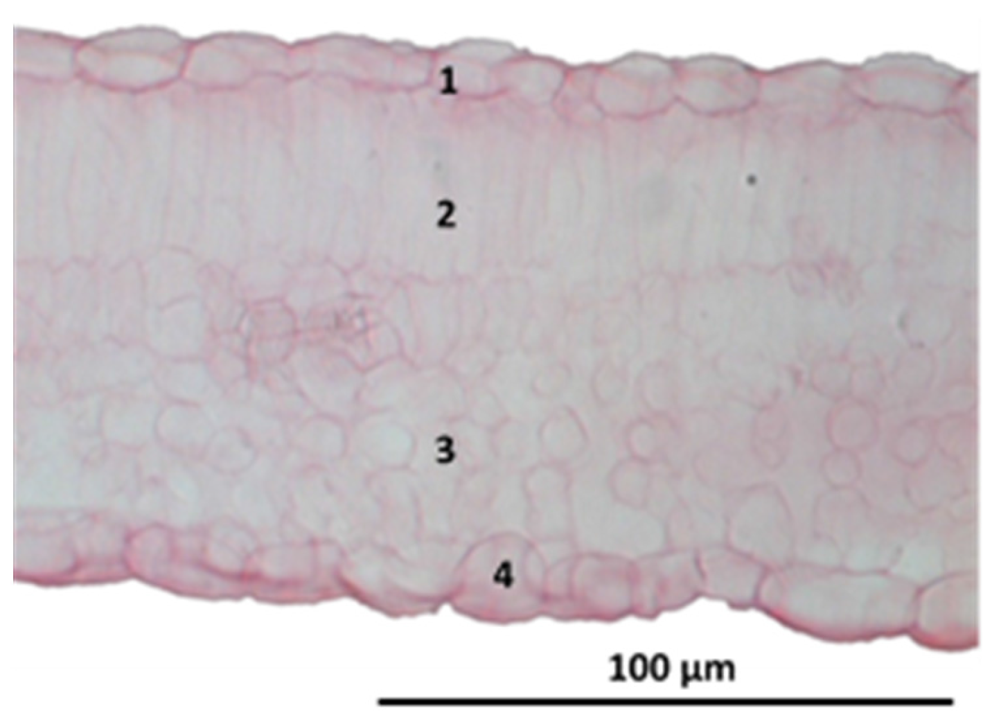 Beverages 03 00042 g005 Beverages 03 00042 g005