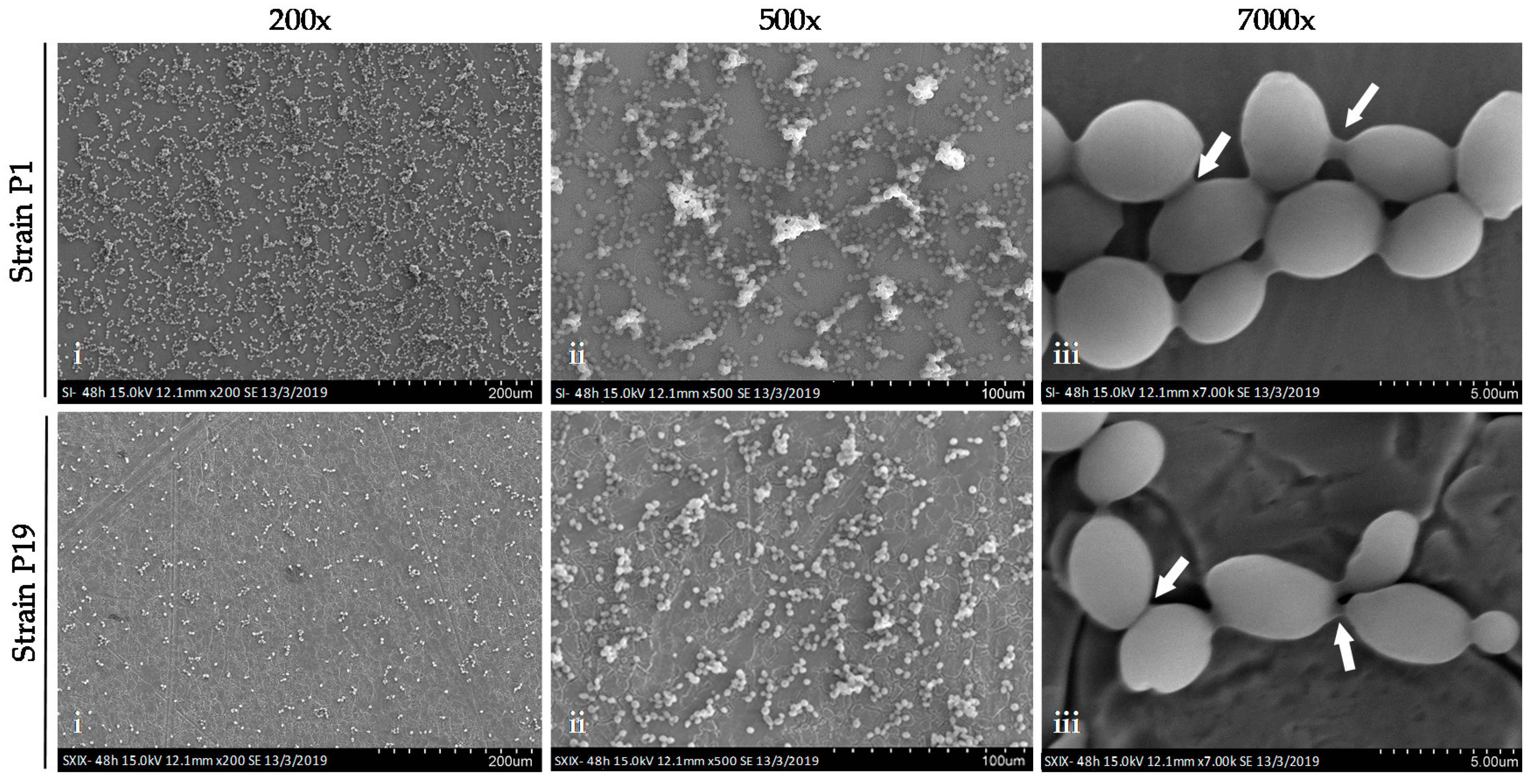 Beverages Free Full Text Colonization Of Wild Saccharomyces Cerevisiae Strains In A New Winery Beverages Free Full Text Colonization Of Wild Saccharomyces Cerevisiae Strains In A New Winery