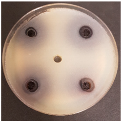 Beverages 06 00065 i010