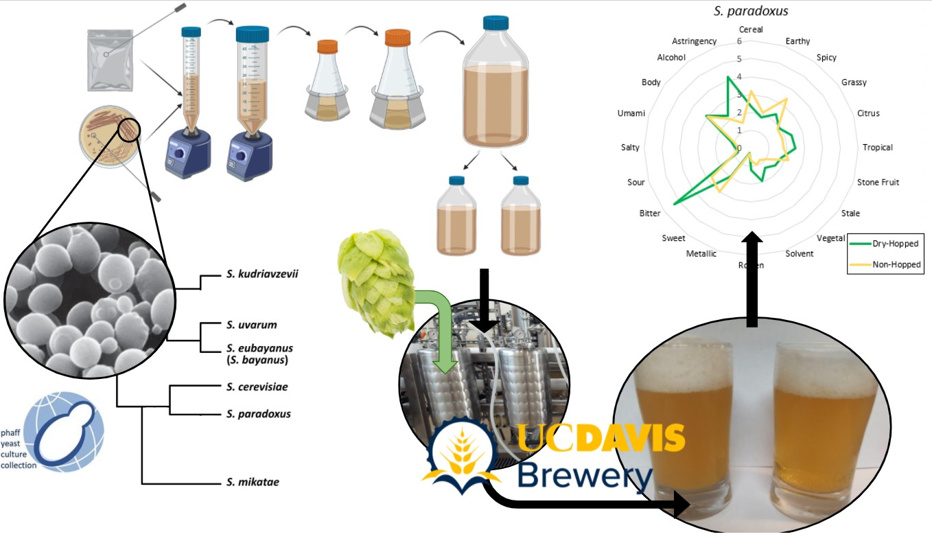 Beverages Free FullText Brewing Efficacy of NonConventional