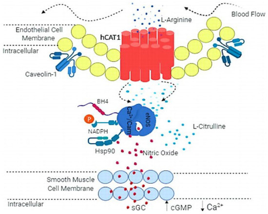 The Effects of Consuming Amino Acids L-Arginine, L-Citrulline (and Their  Combination) as a Beverage or Powder, on Athletic and Physical Performance:  A Systematic Review