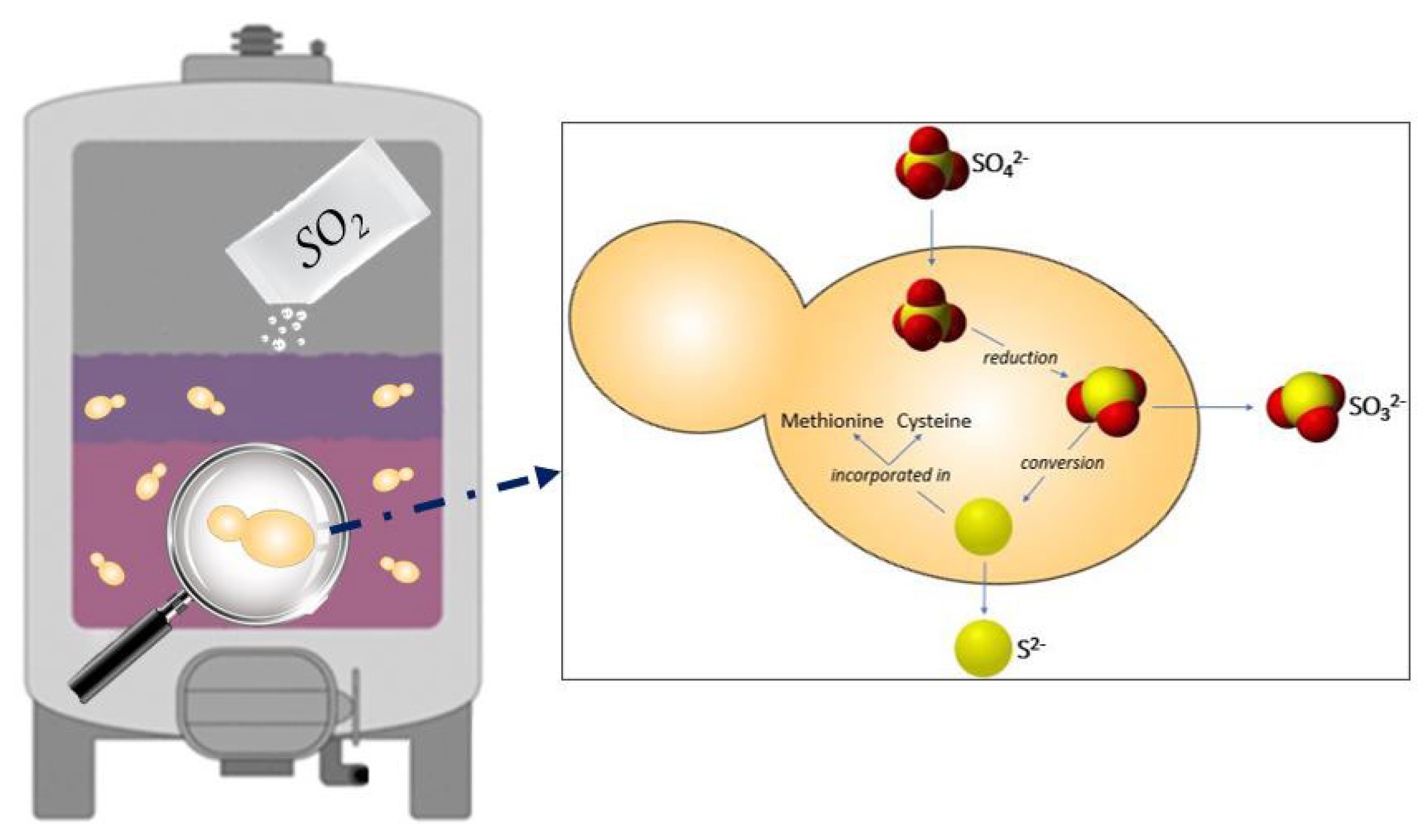 Beverages 08 00058 g001