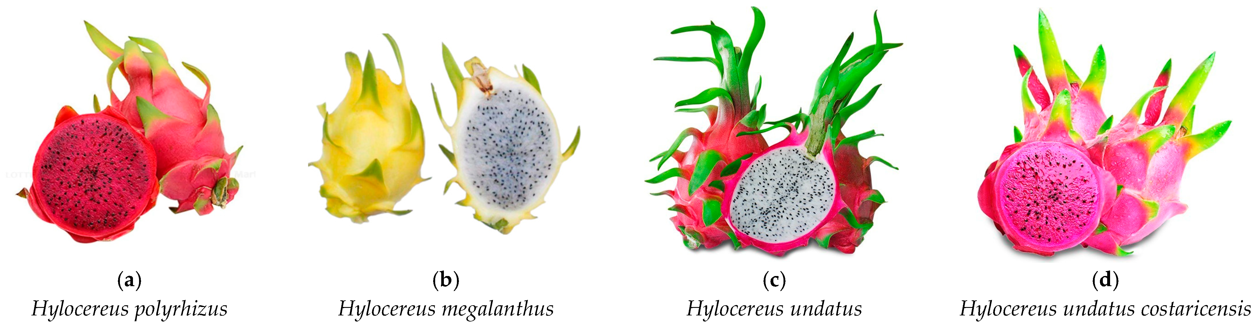 Beverages 10 00061 g001