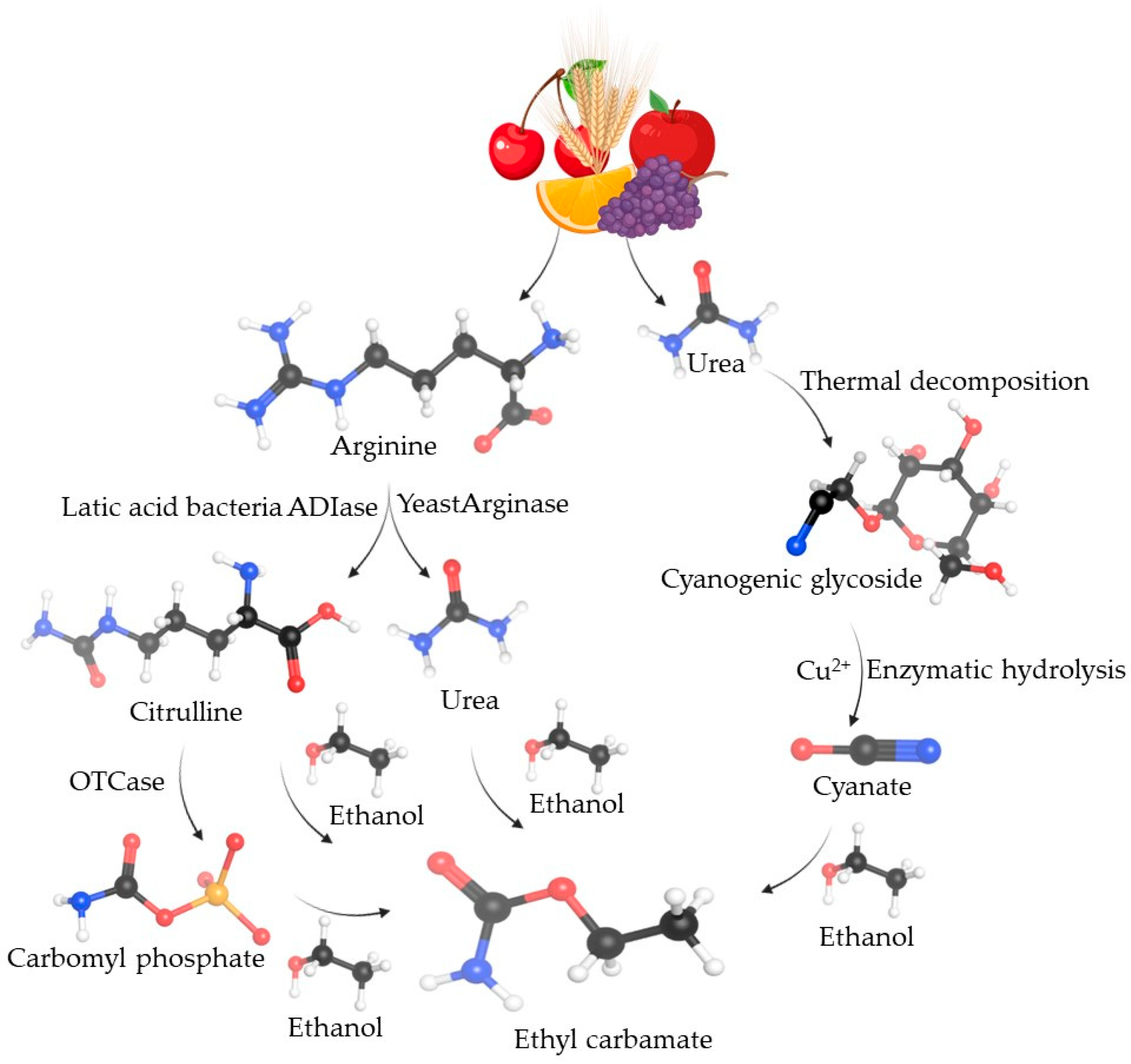 Beverages 11 00030 g001
