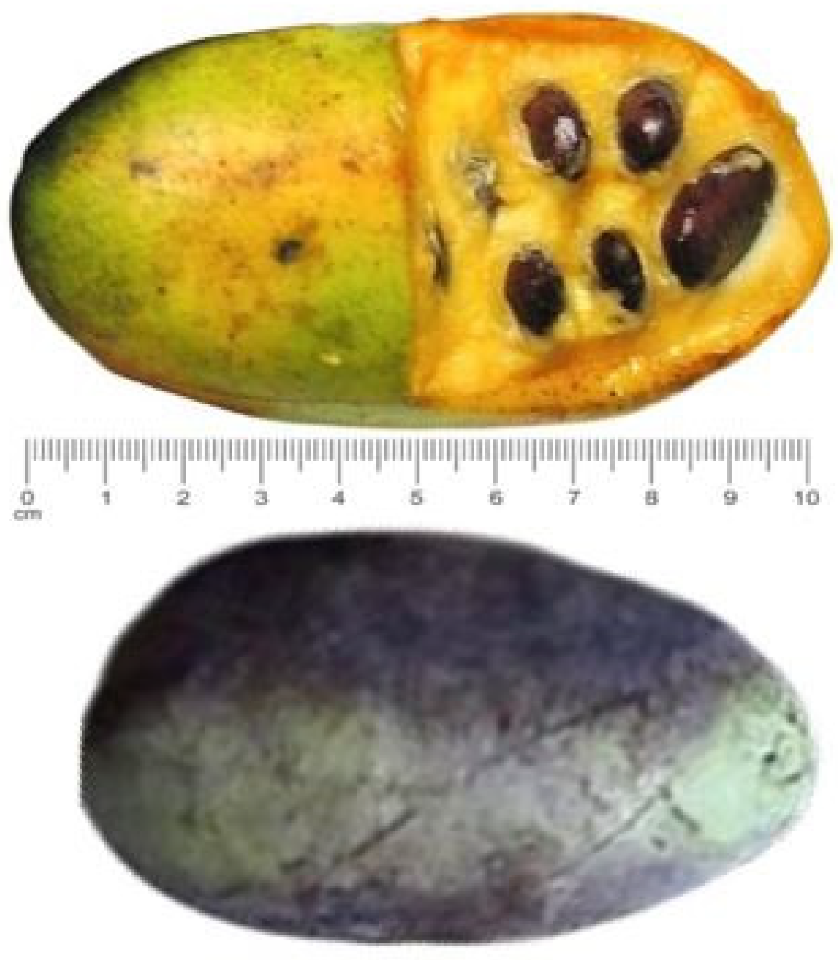 Beverages 11 00086 g001