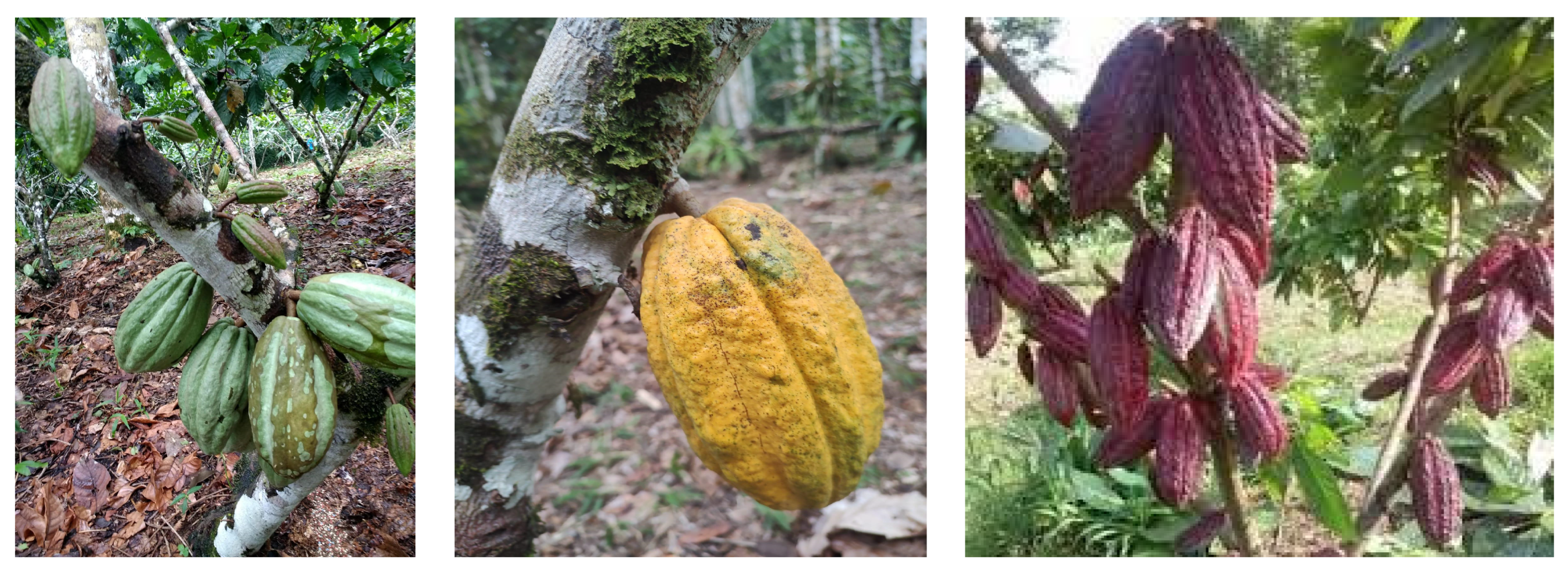 Beverages 11 00093 g001