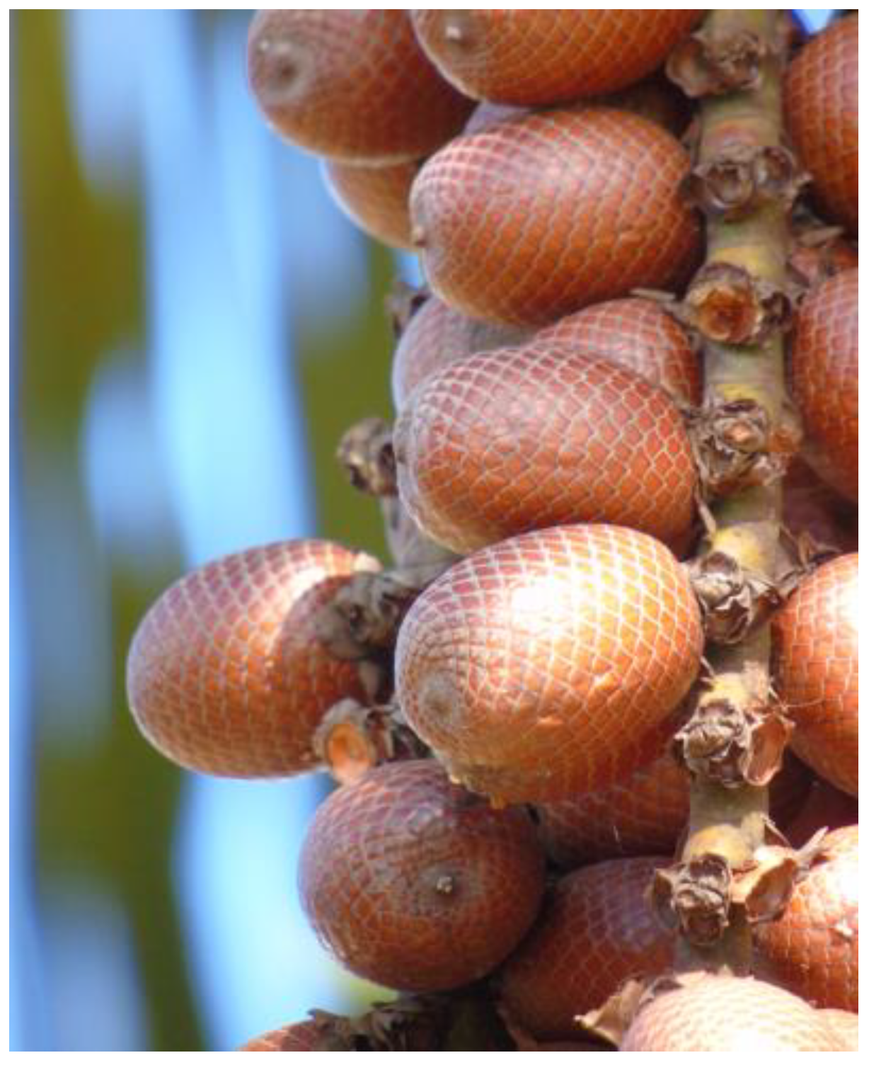 Beverages 11 00152 g003