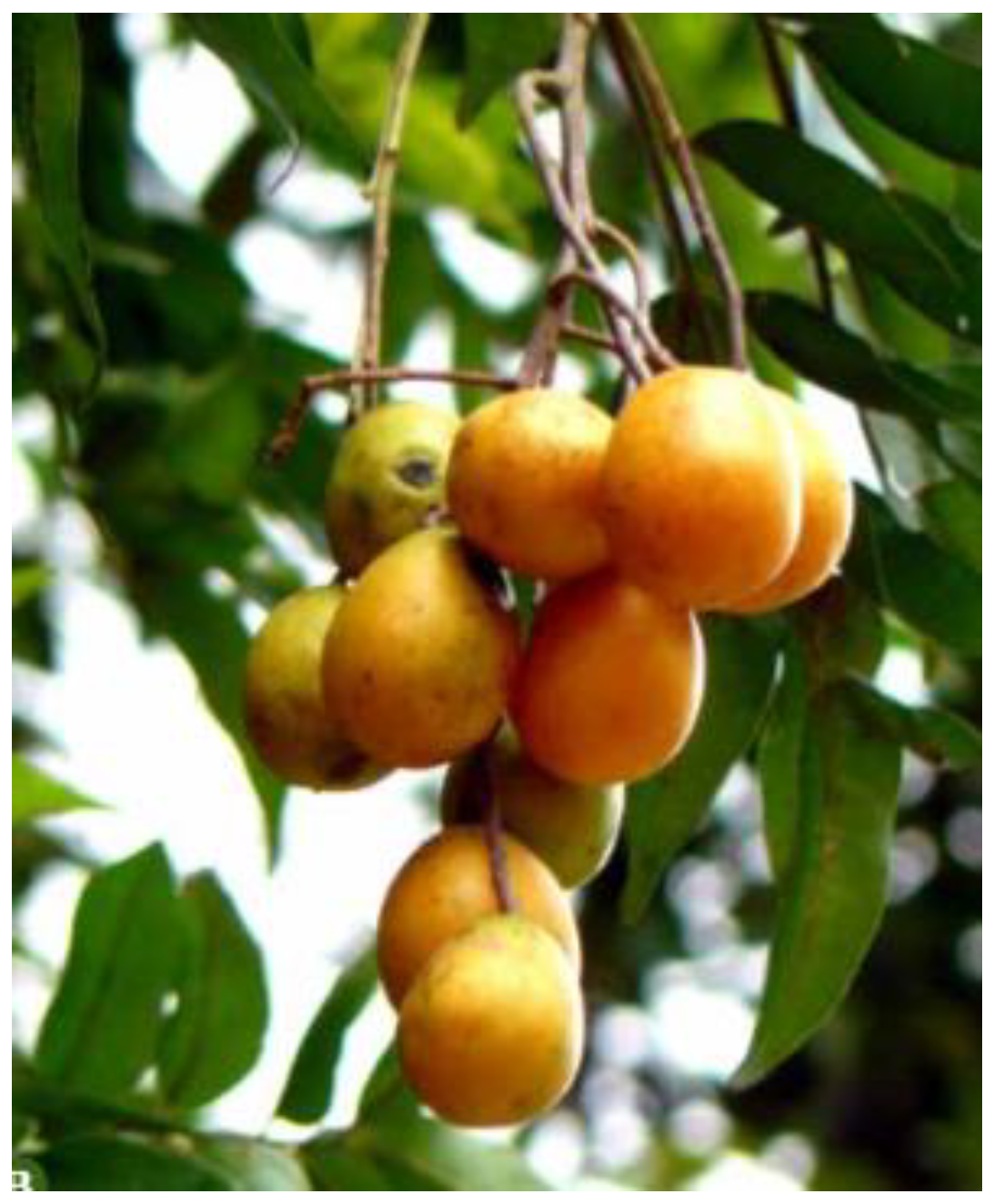 Beverages 11 00152 g004