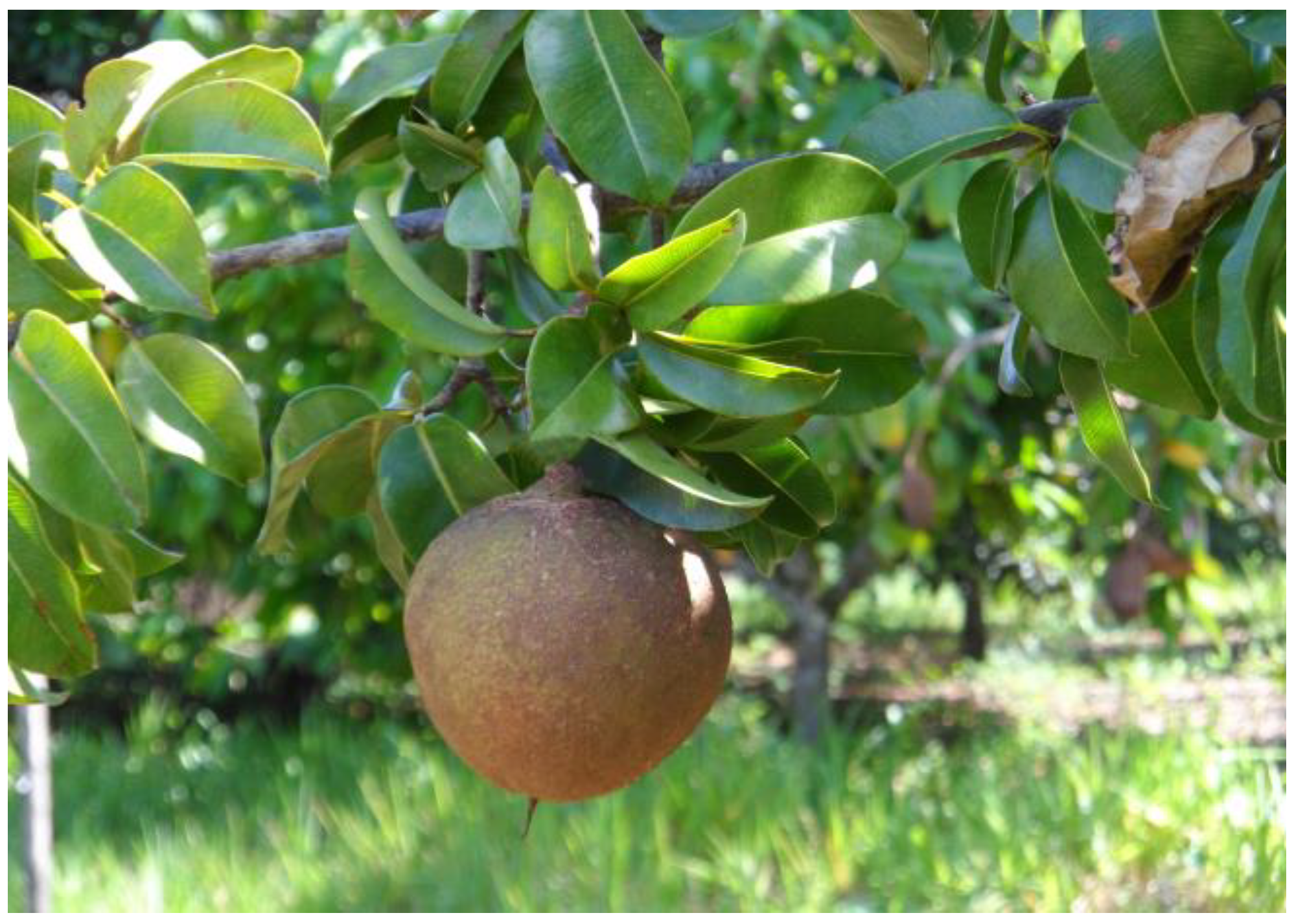 Beverages 11 00152 g005