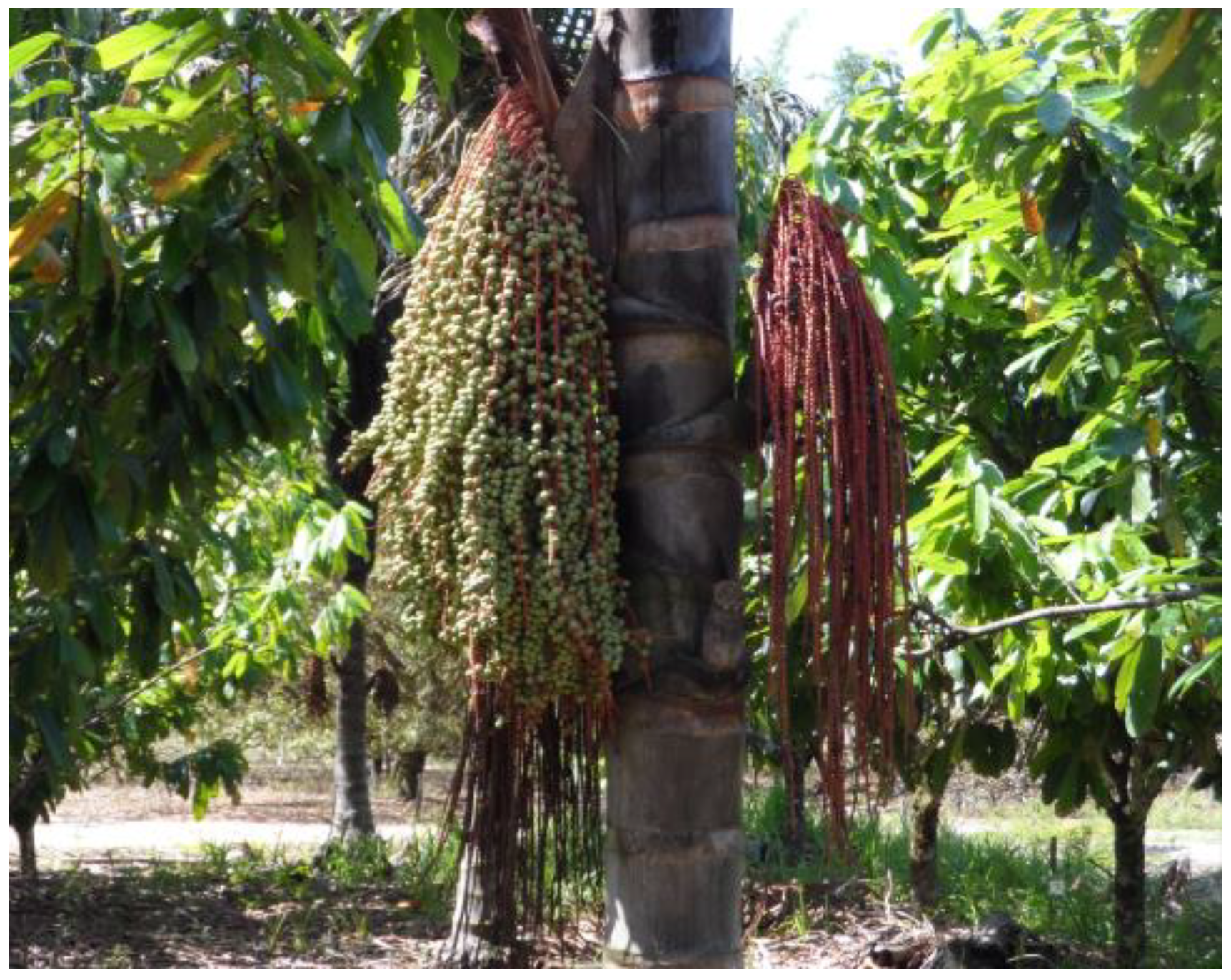 Beverages 11 00152 g006