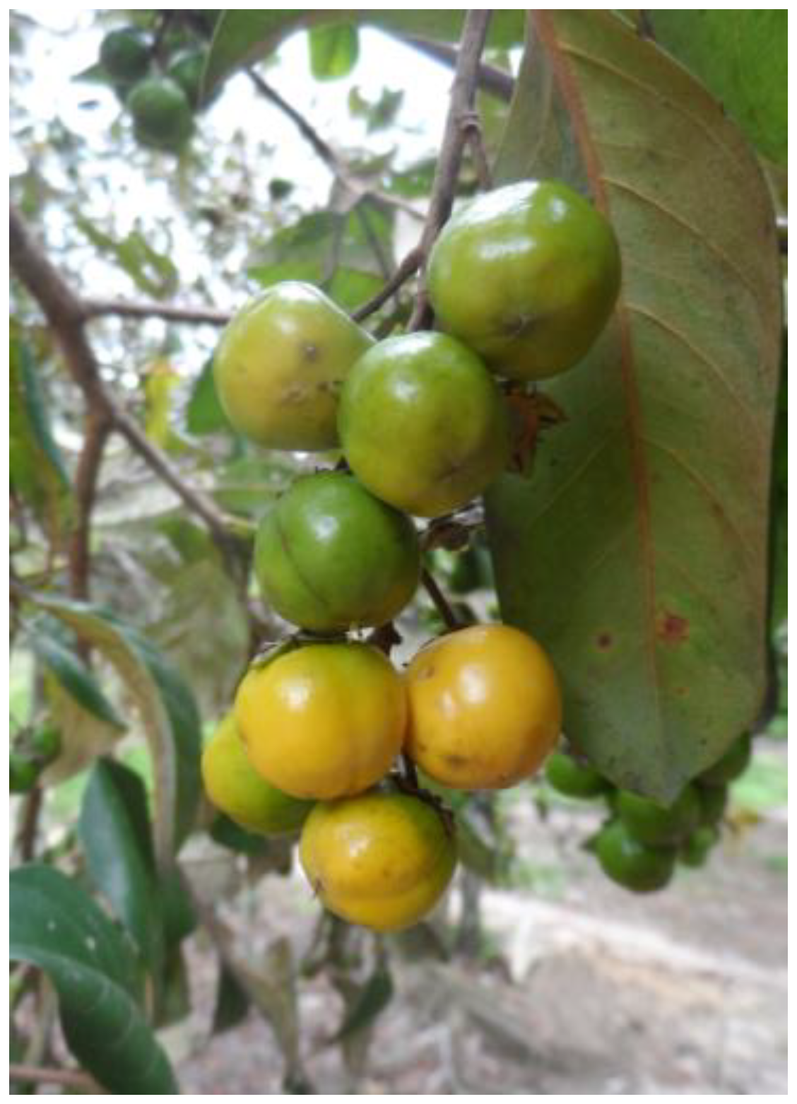 Beverages 11 00152 g007