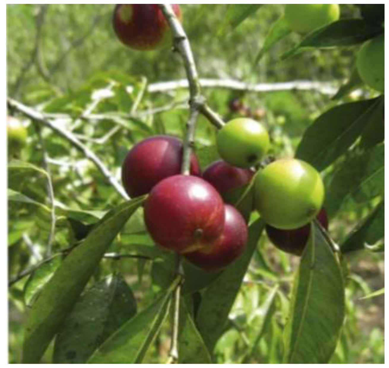 Beverages 11 00152 g010