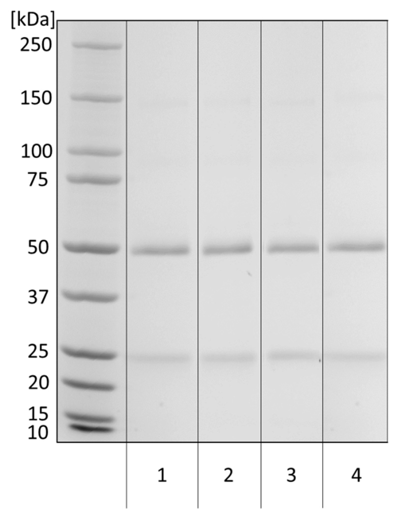 Biochem 01 00008 g002