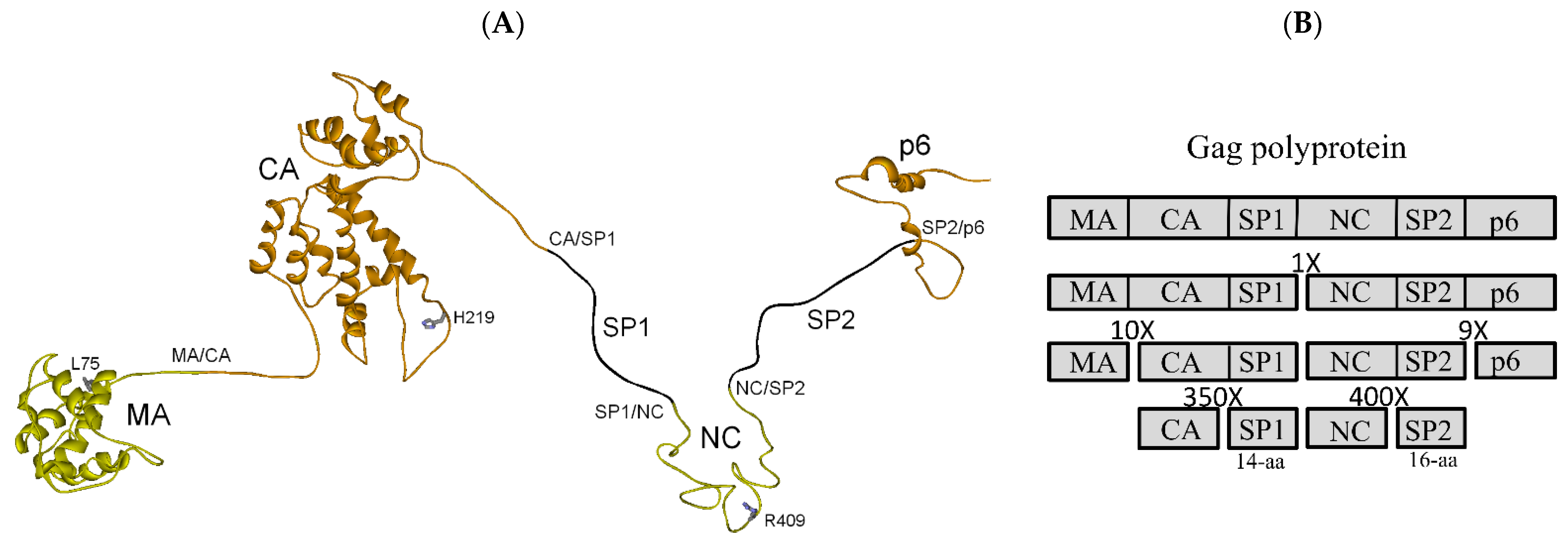 Biochem 01 00015 g002 Biochem 01 00015 g002