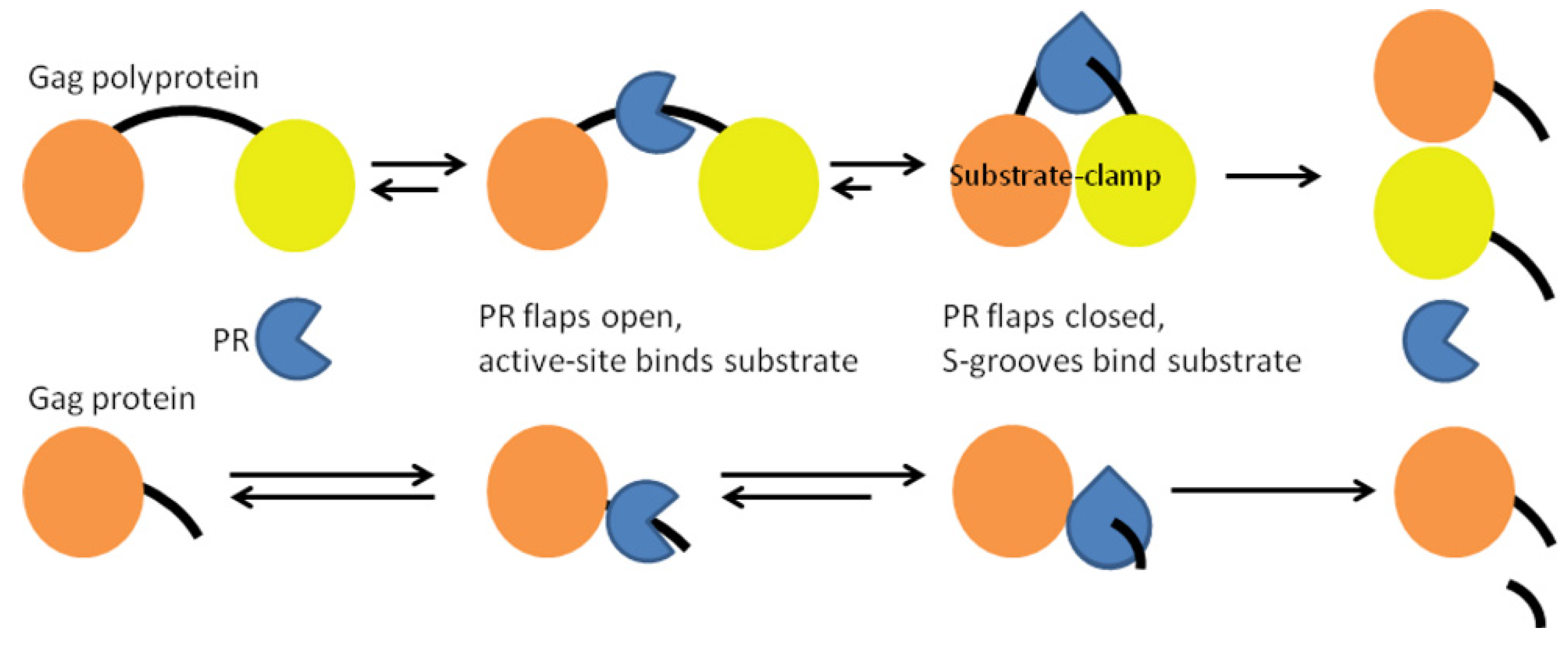 Biochem 01 00015 g009 Biochem 01 00015 g009