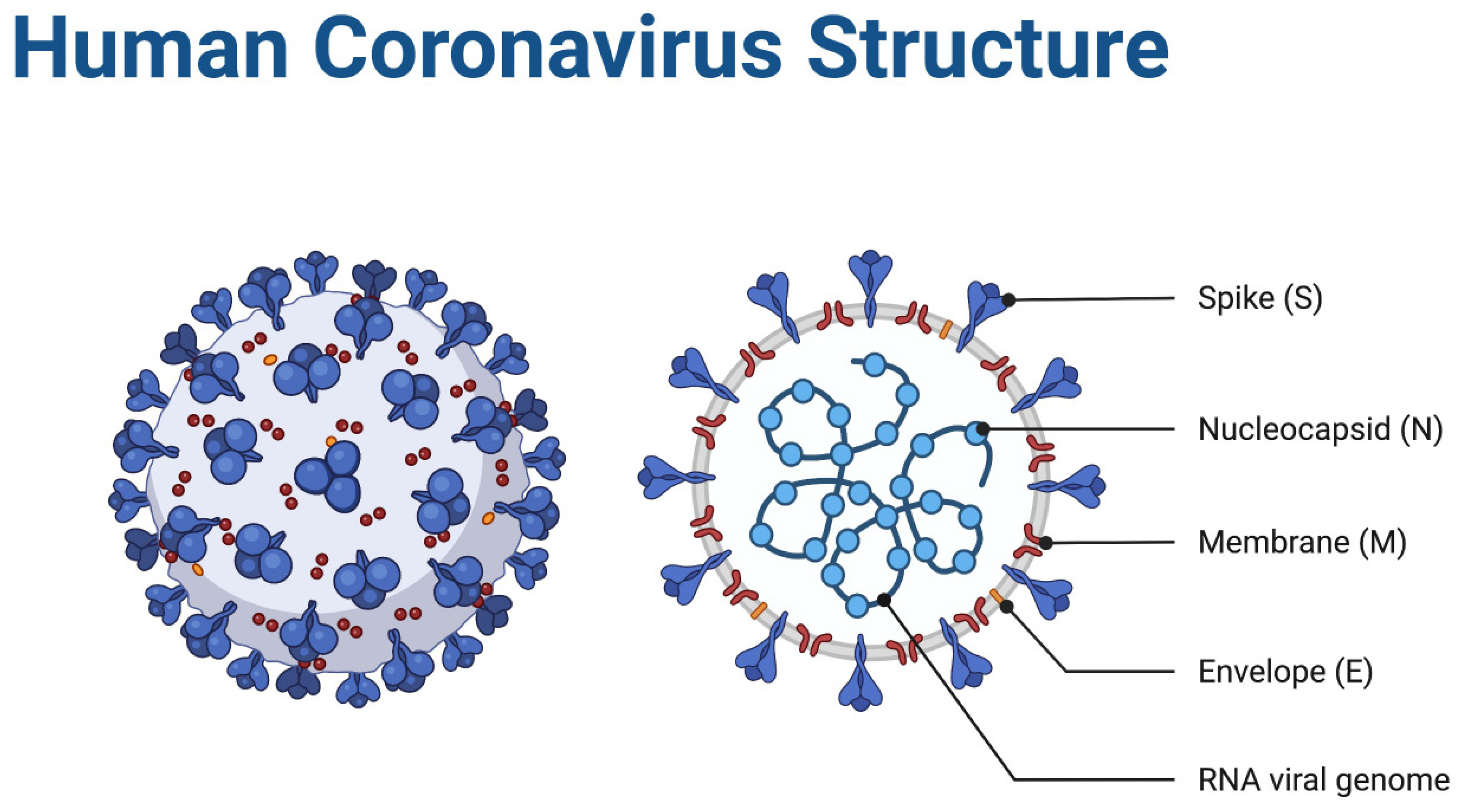Запись коронавируса