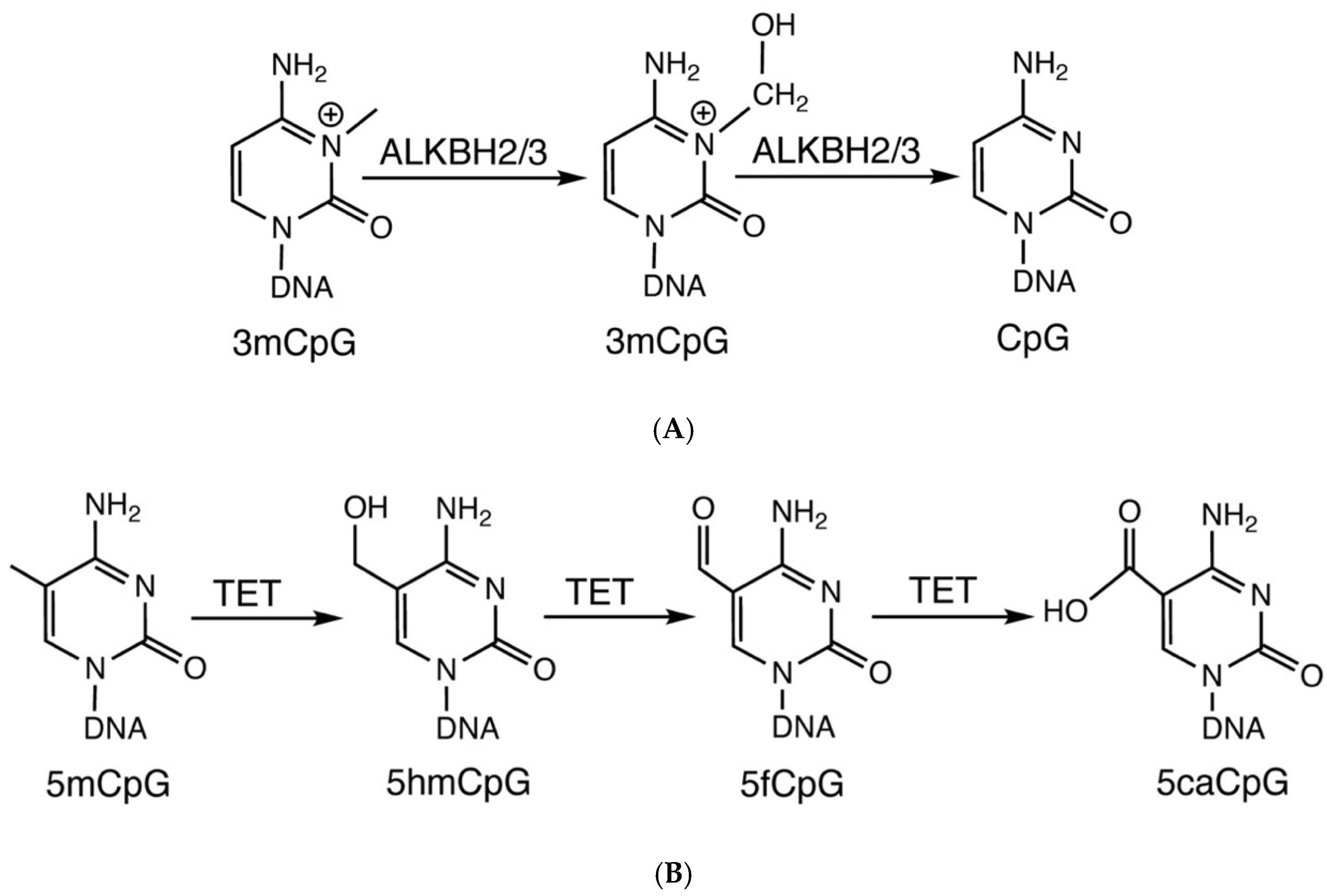 Biochem 02 00012 g002