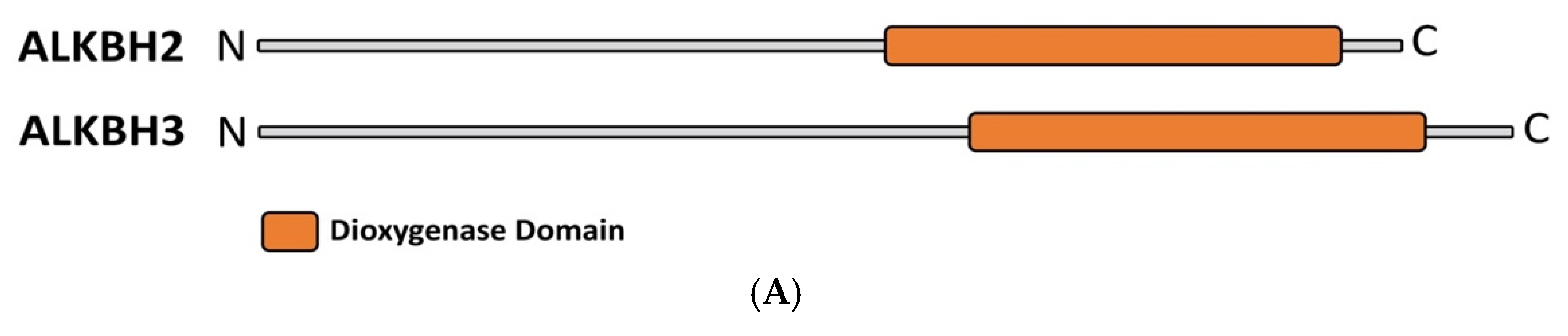 Biochem 02 00012 g003a