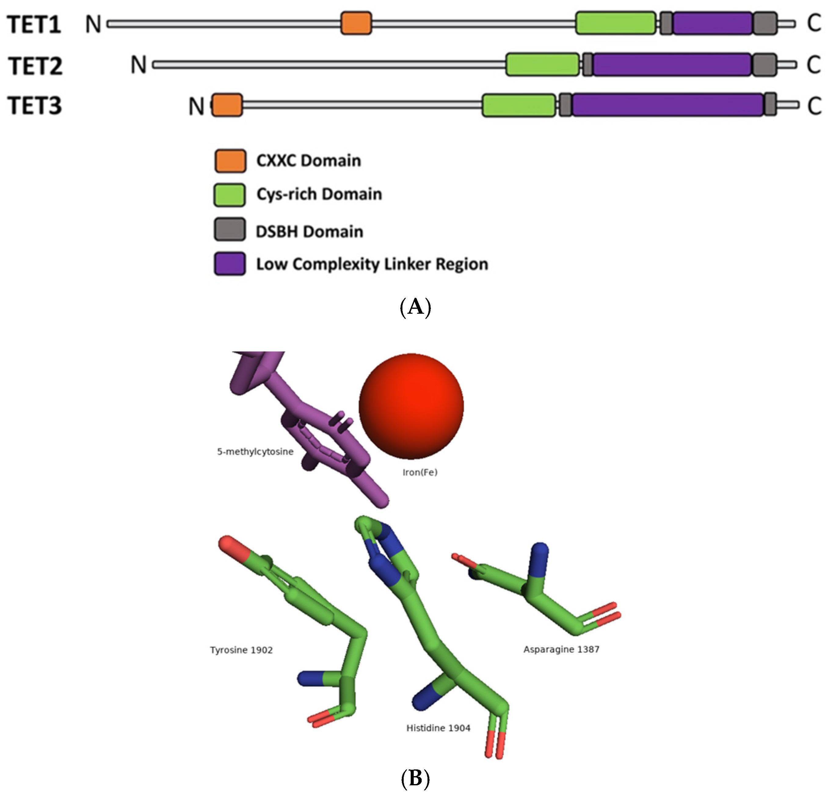 Biochem 02 00012 g004