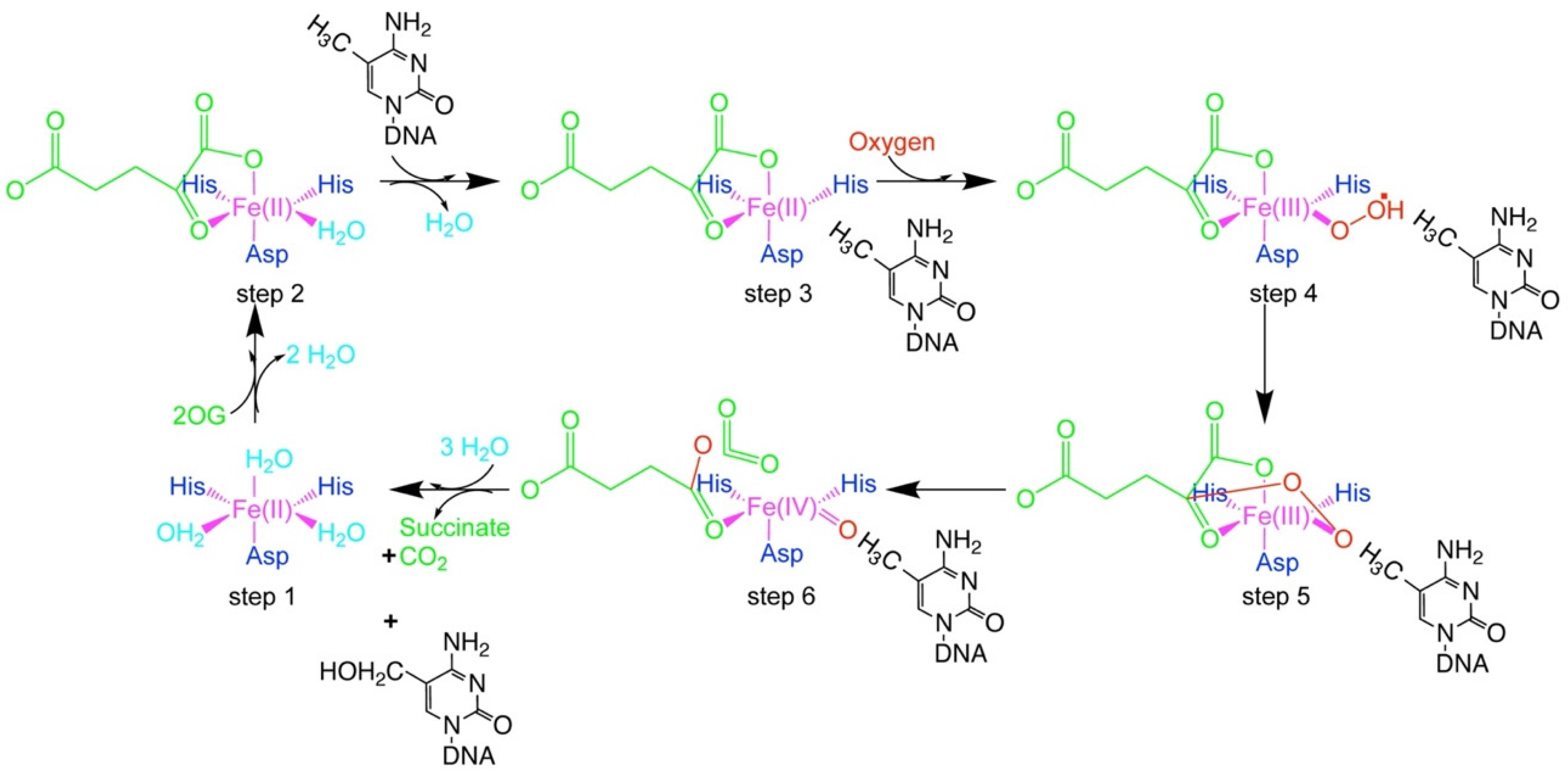 Biochem 02 00012 g005