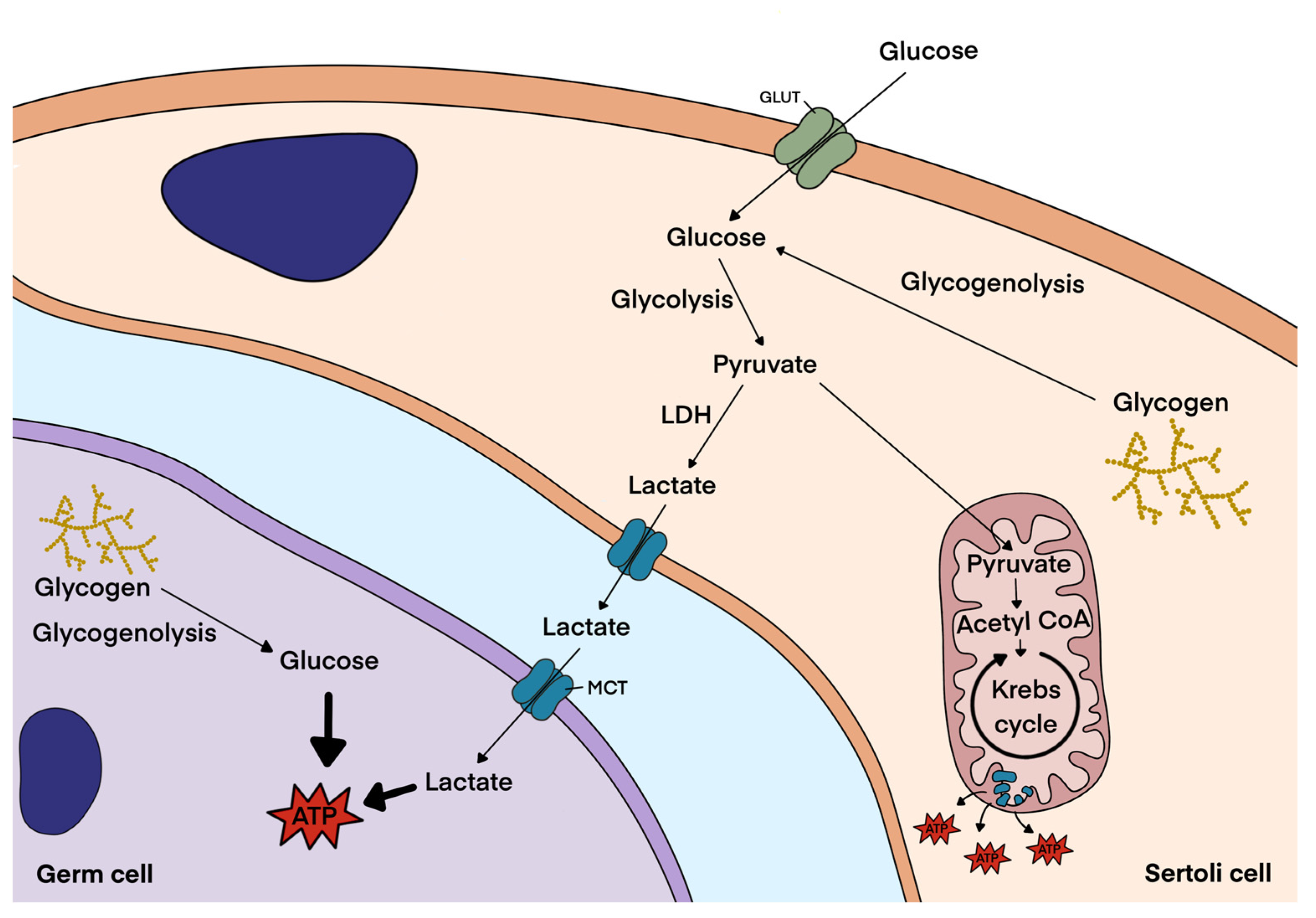 Biochem 02 00014 g004