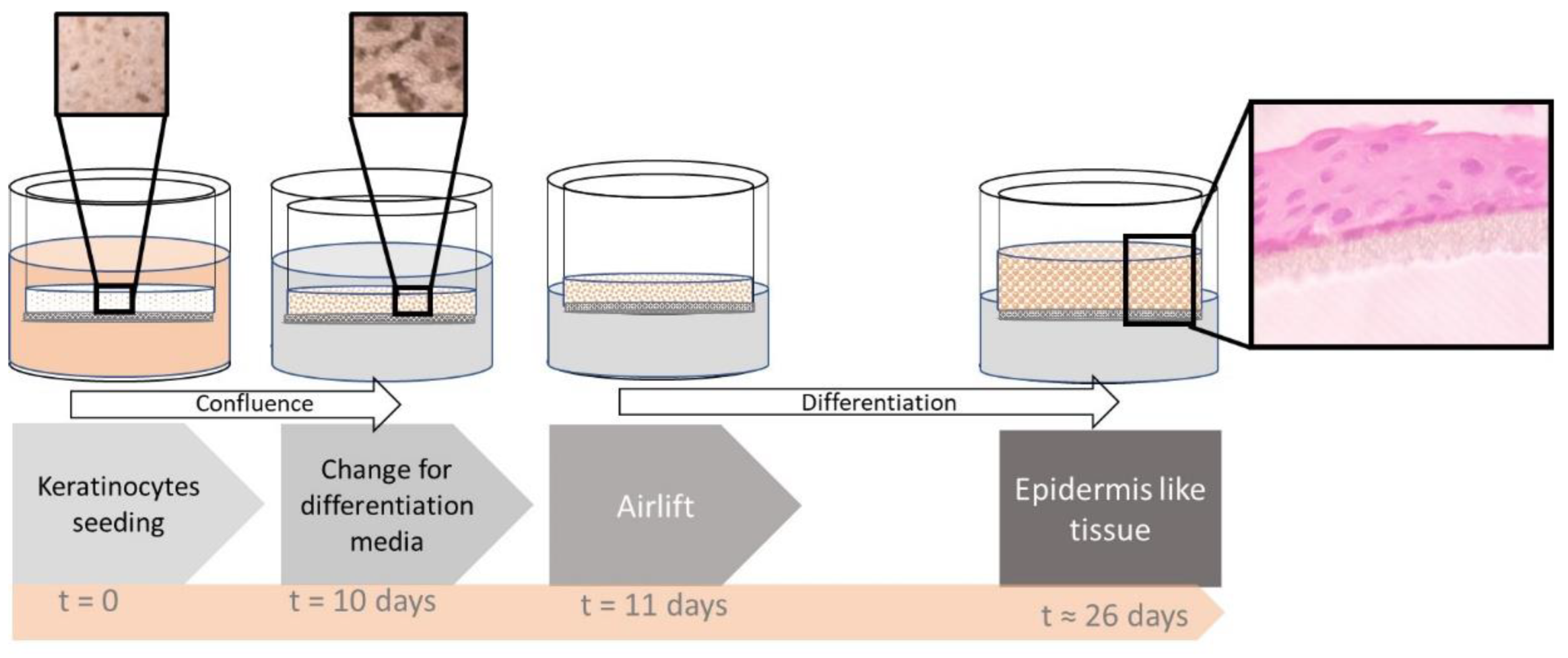 Biochem 02 00015 g001 Biochem 02 00015 g001
