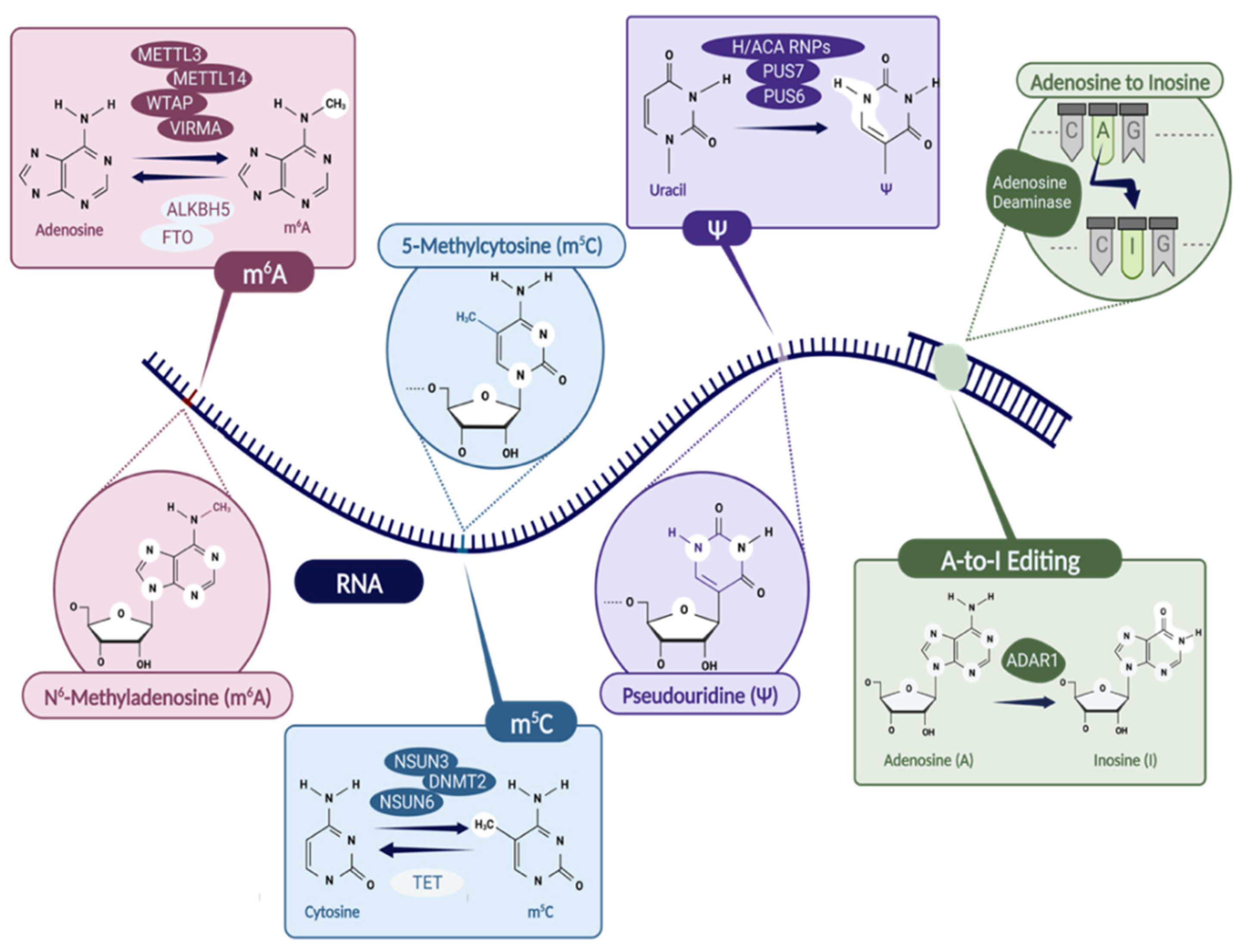 tRNA modifications: insights into their role in human cancers: Trends in  Cell Biology