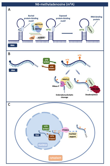 BioChem | Free Full-Text | The Role of Epitranscriptomic Modifications ...